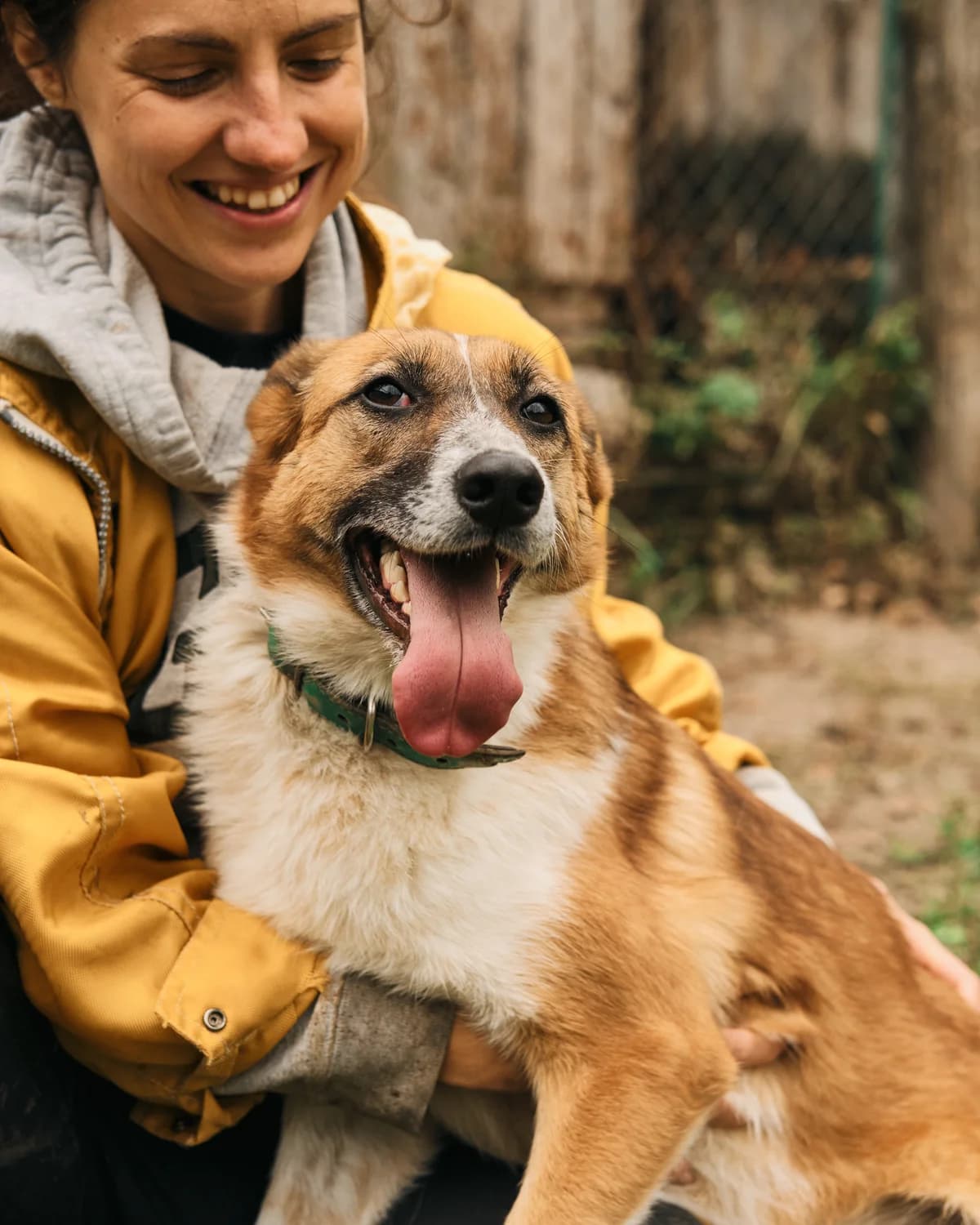 Fanta (Фанта), female 3yo mixed breed for adoption at Sirius Shelter, Kyiv