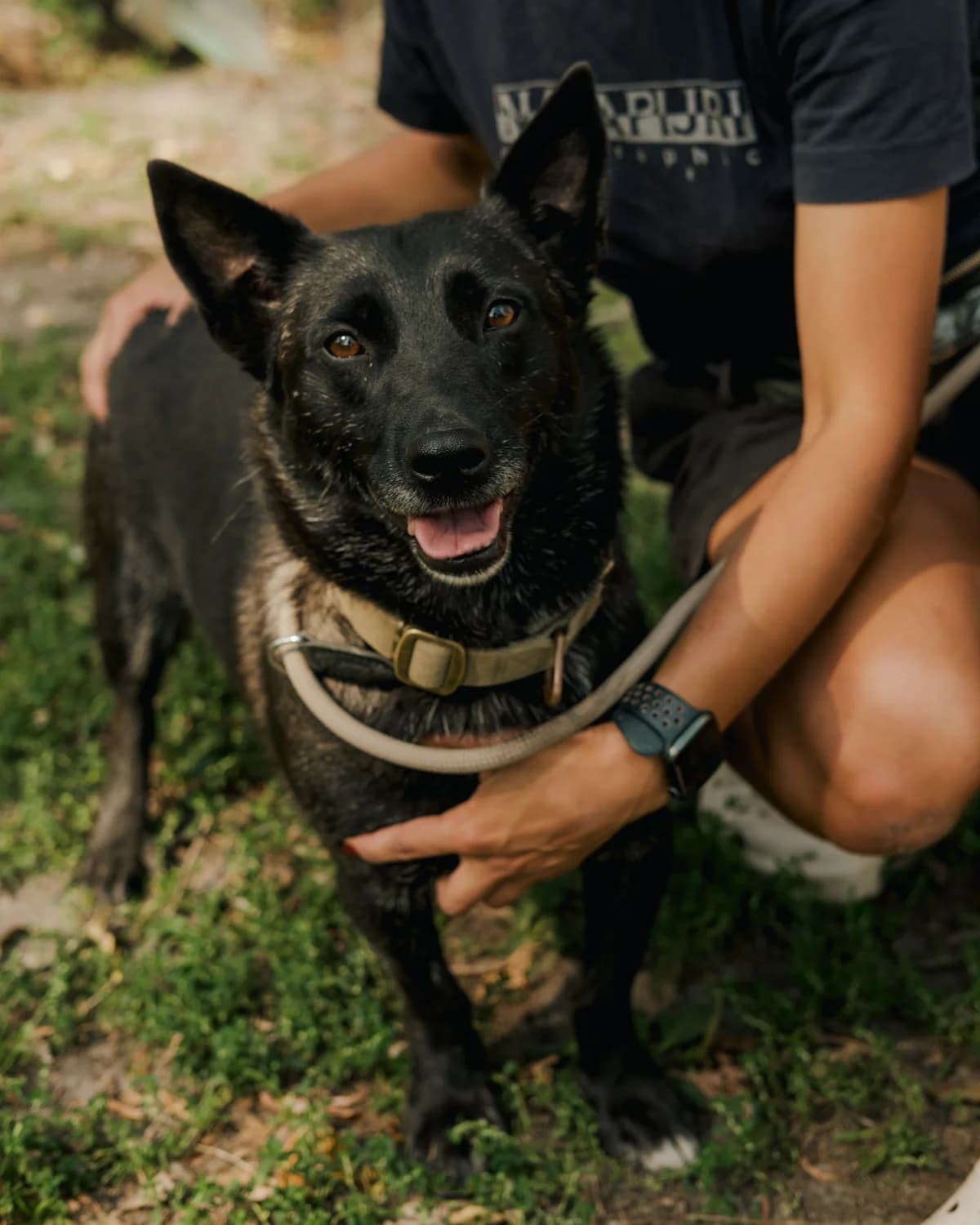 Bentli (Бентлі), male 3yo mixed breed for adoption at Sirius Shelter, Kyiv