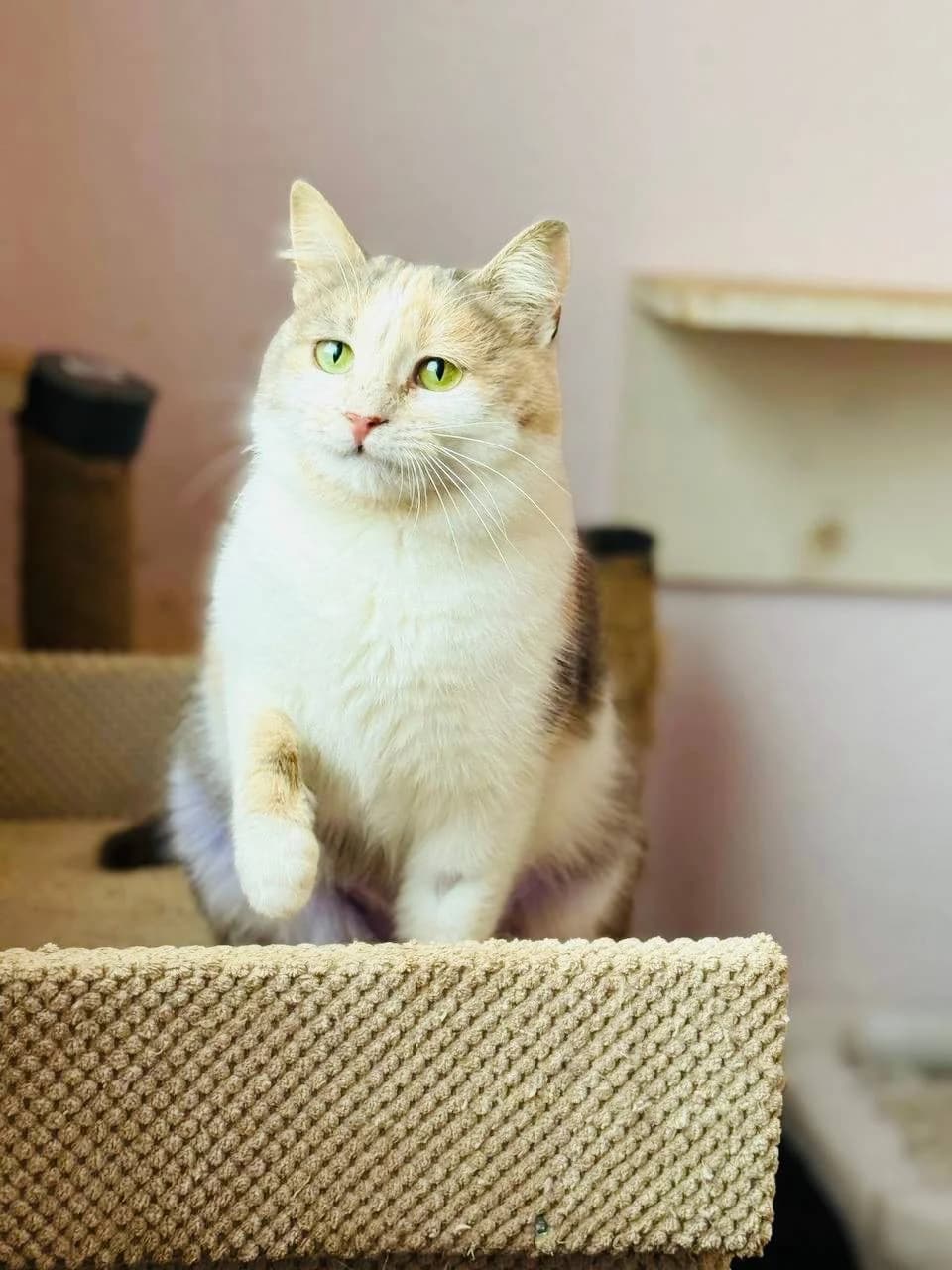 Yeseniya (Єсенія), female young mixed breed for adoption at Sirius Shelter, Kyiv