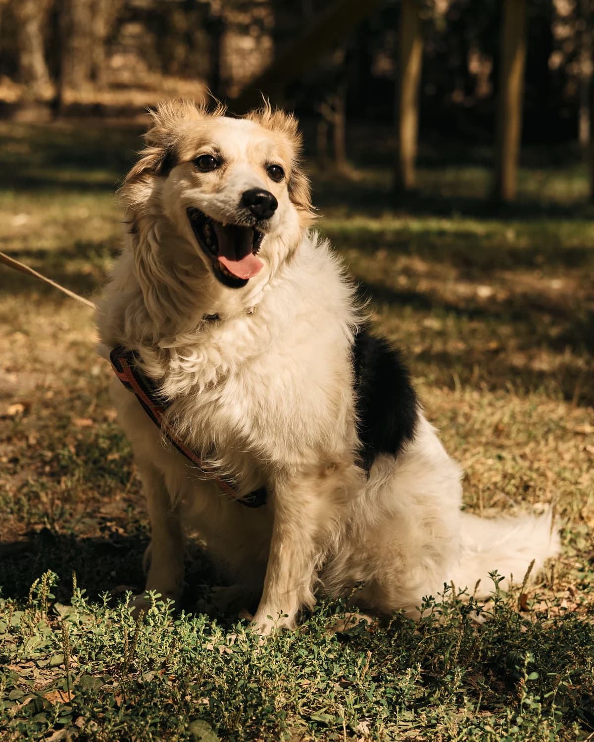 Foksi (Фоксі), female senior mixed breed for adoption at Sirius Shelter, Kyiv