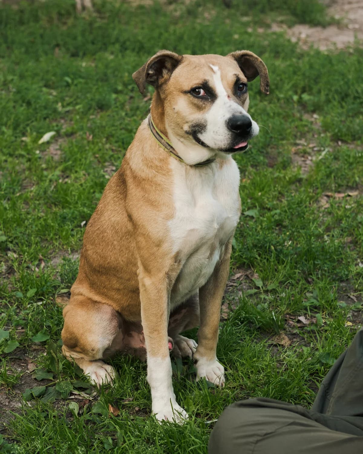 Zhora (Жора), male 3yo mixed breed for adoption at Sirius Shelter, Kyiv