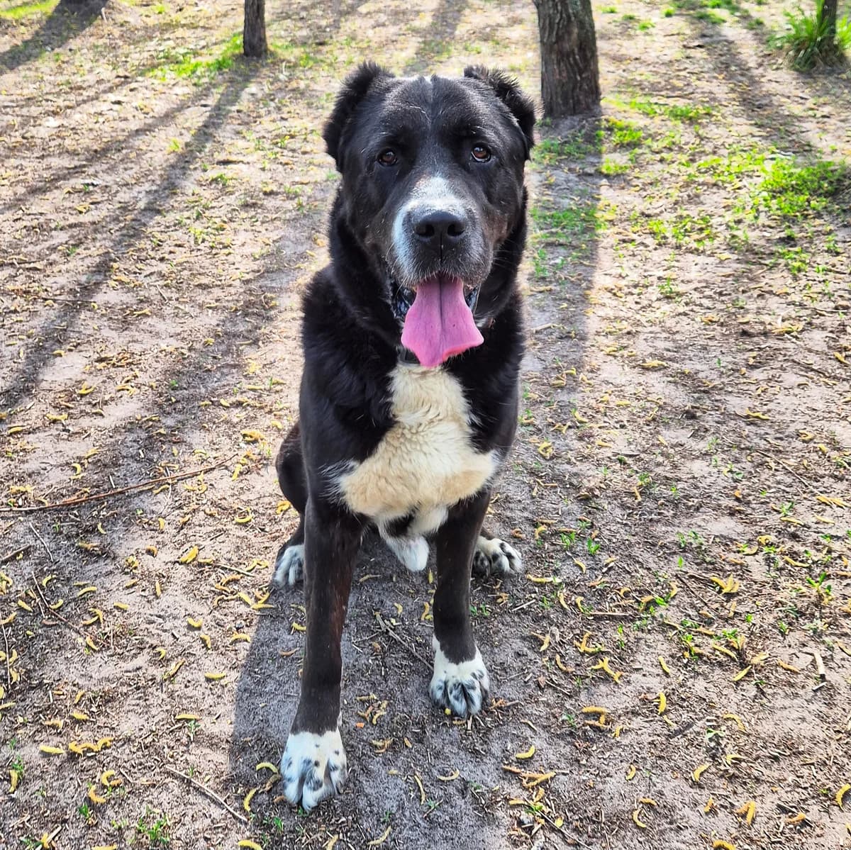 Khan (Хан), male senior mixed breed for adoption at Sirius Shelter, Kyiv