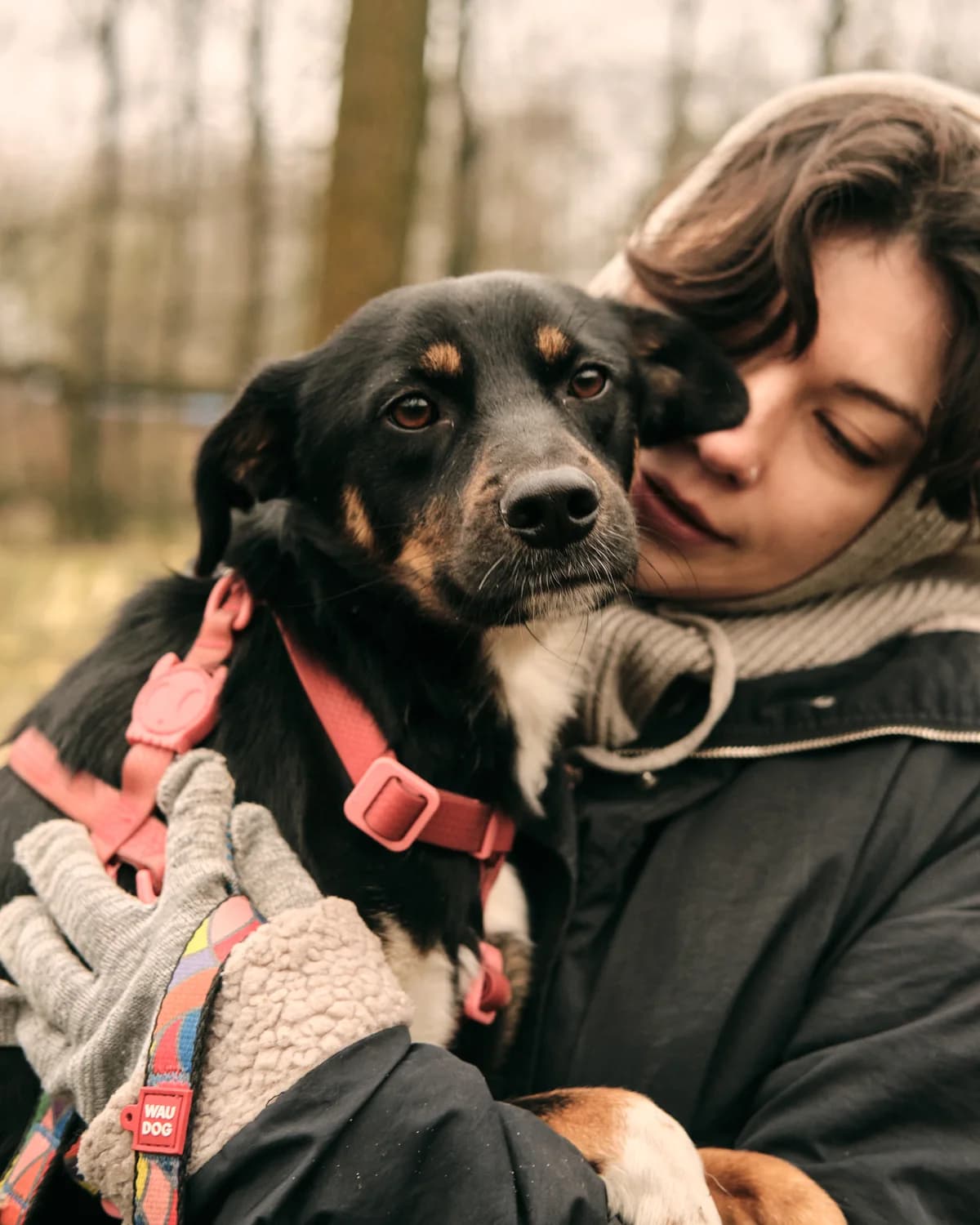 Inzhir (Інжир), male young mixed breed for adoption at Sirius Shelter, Kyiv
