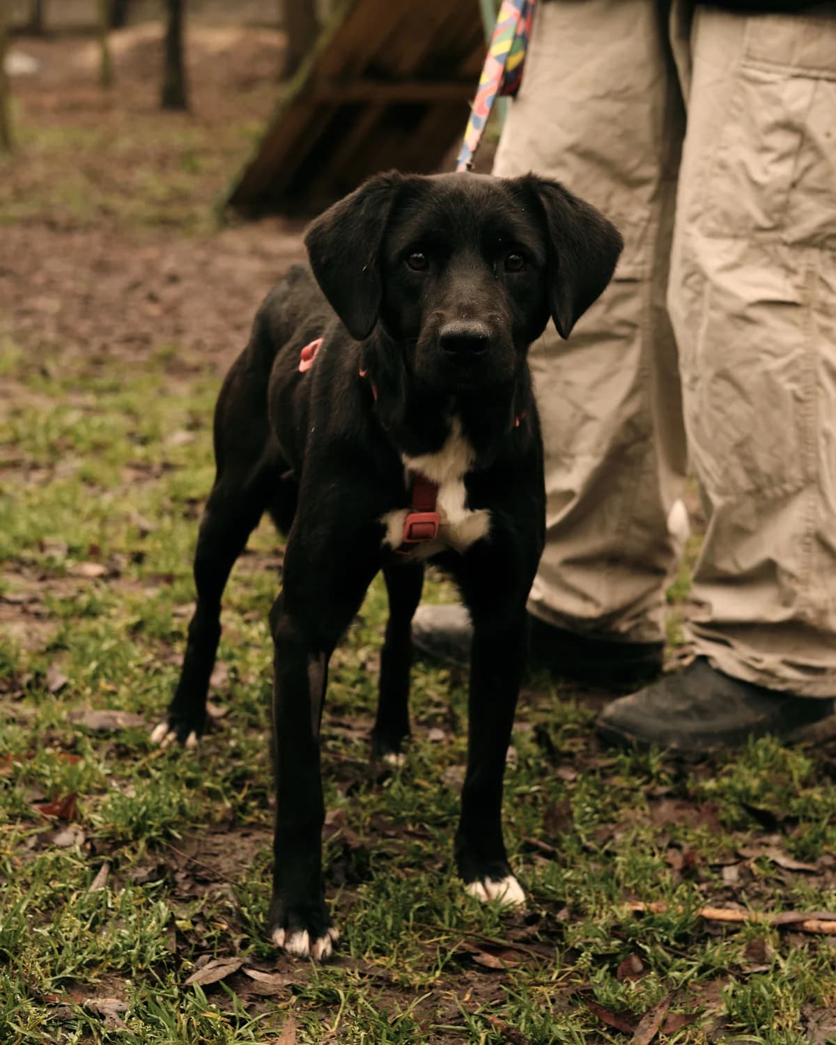 Finik (Фінік), male young mixed breed for adoption at Sirius Shelter, Kyiv