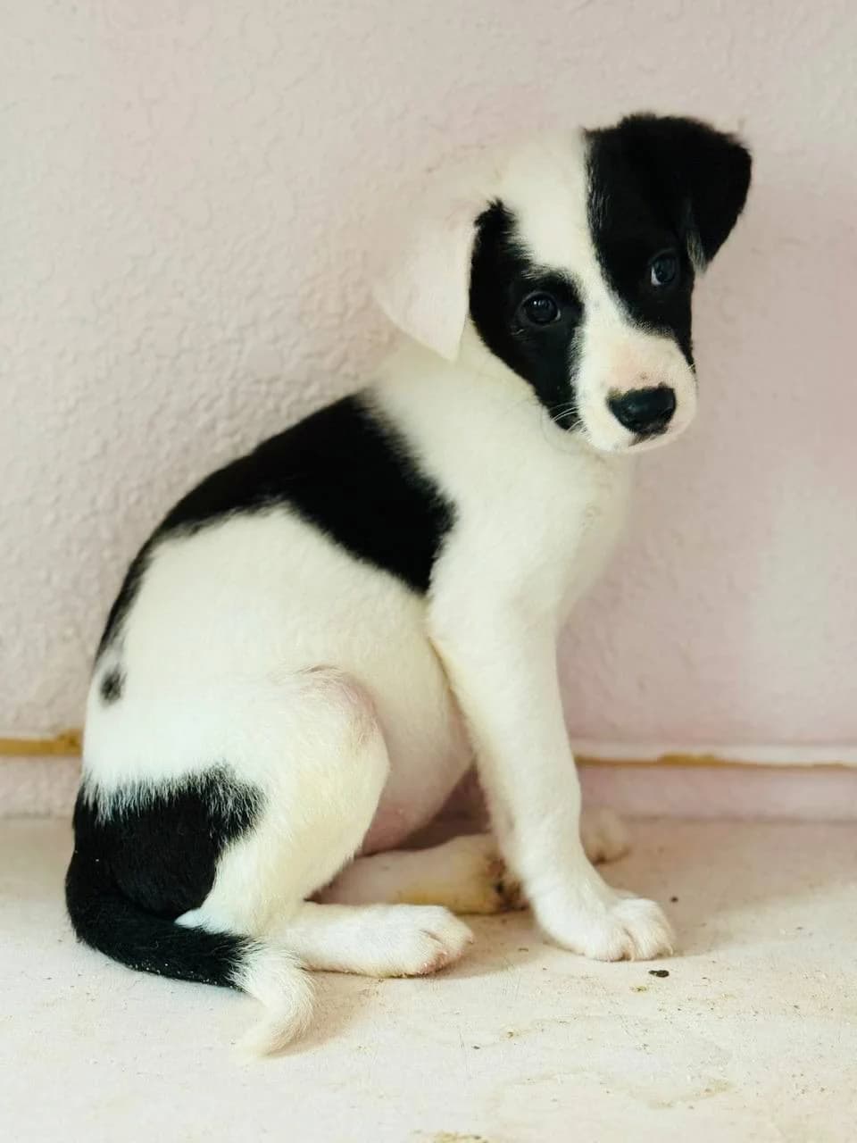 Bri (Брі), female puppy mixed breed for adoption at Sirius Shelter, Kyiv