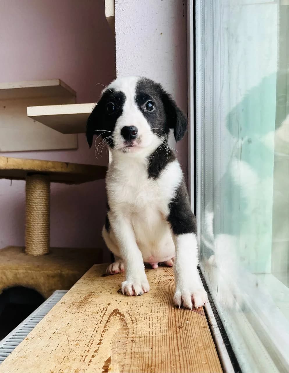 Rokfor (Рокфор), male puppy mixed breed for adoption at Sirius Shelter, Kyiv