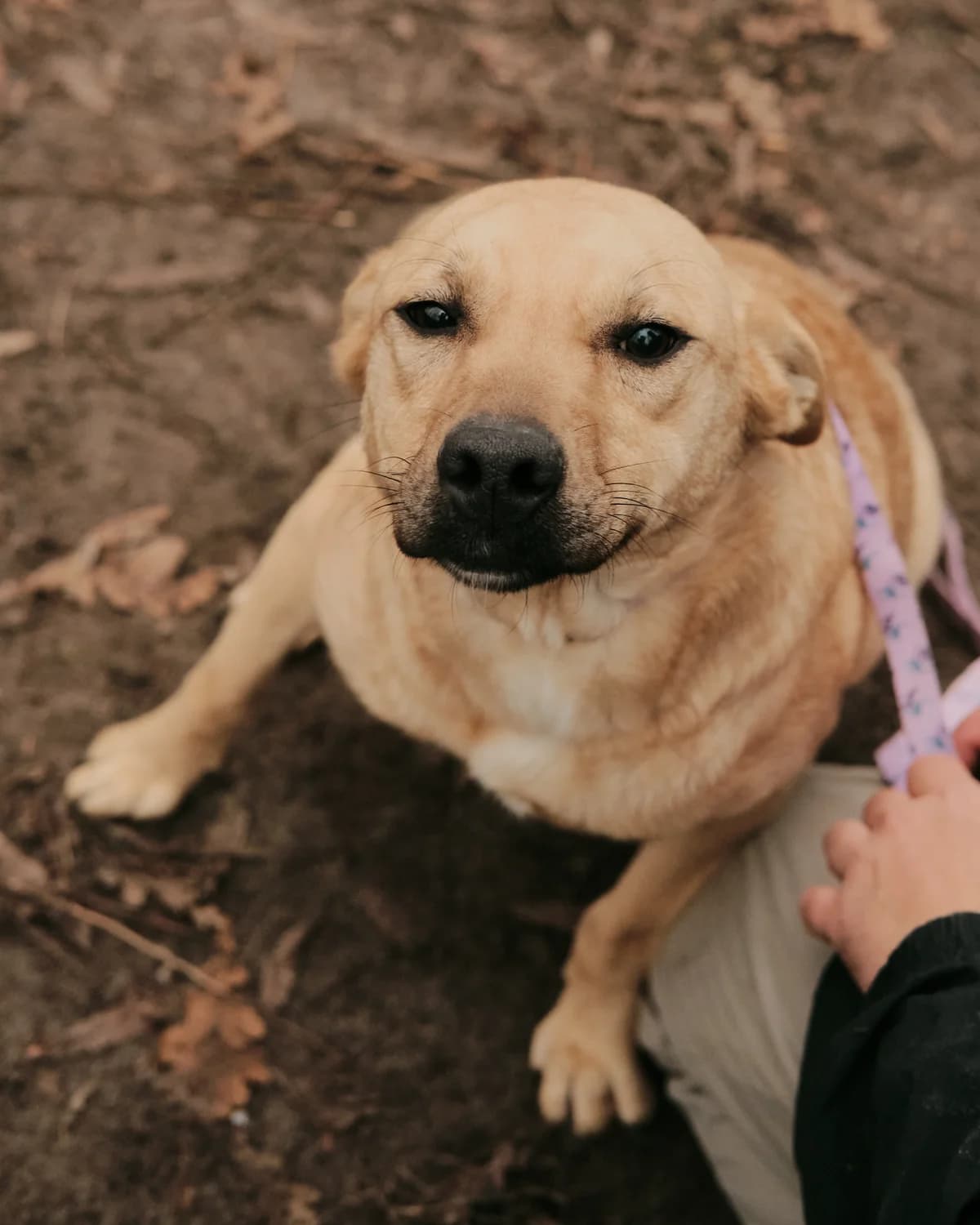 Lilu (Лілу), female young mixed breed for adoption at Sirius Shelter, Kyiv