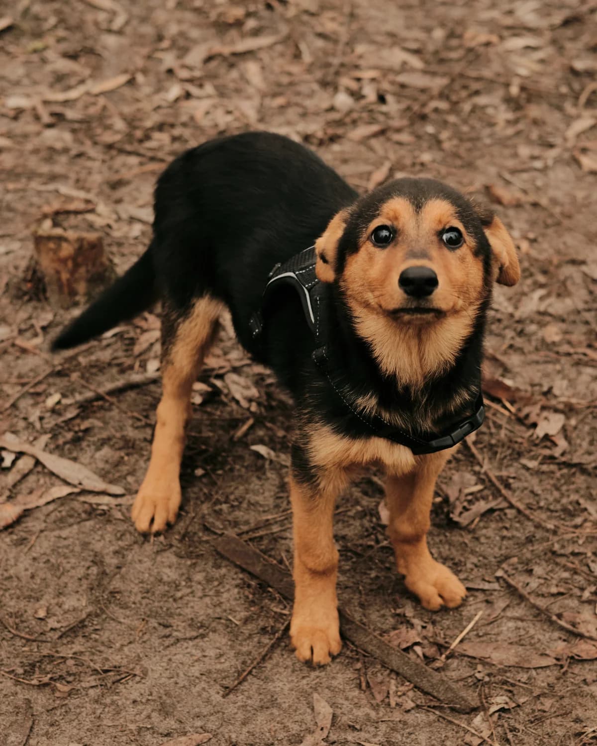Mayka (Майка), female puppy mixed breed for adoption at Sirius Shelter, Kyiv