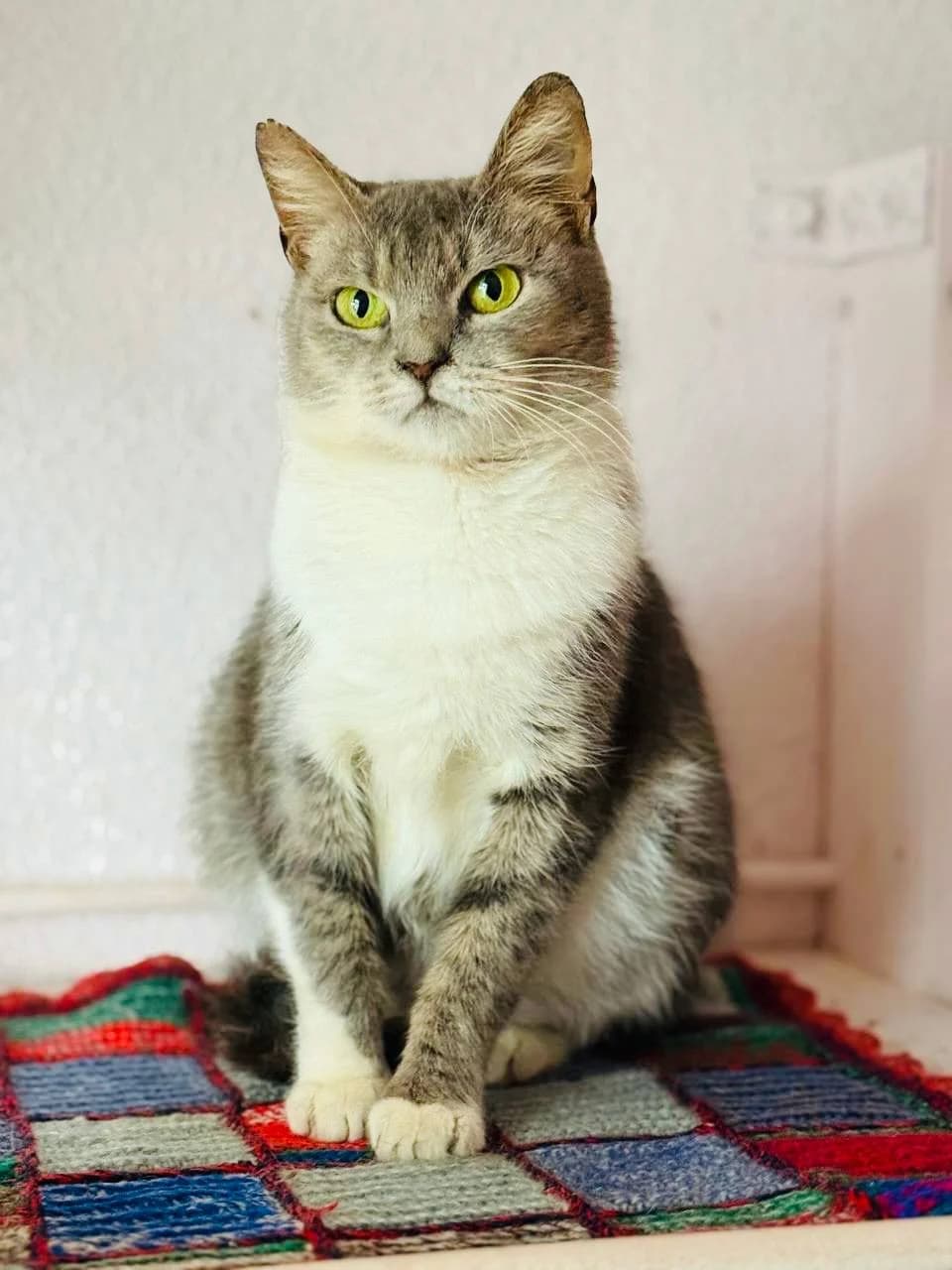 M'yata (М'ята), female 3yo mixed breed for adoption at Sirius Shelter, Kyiv