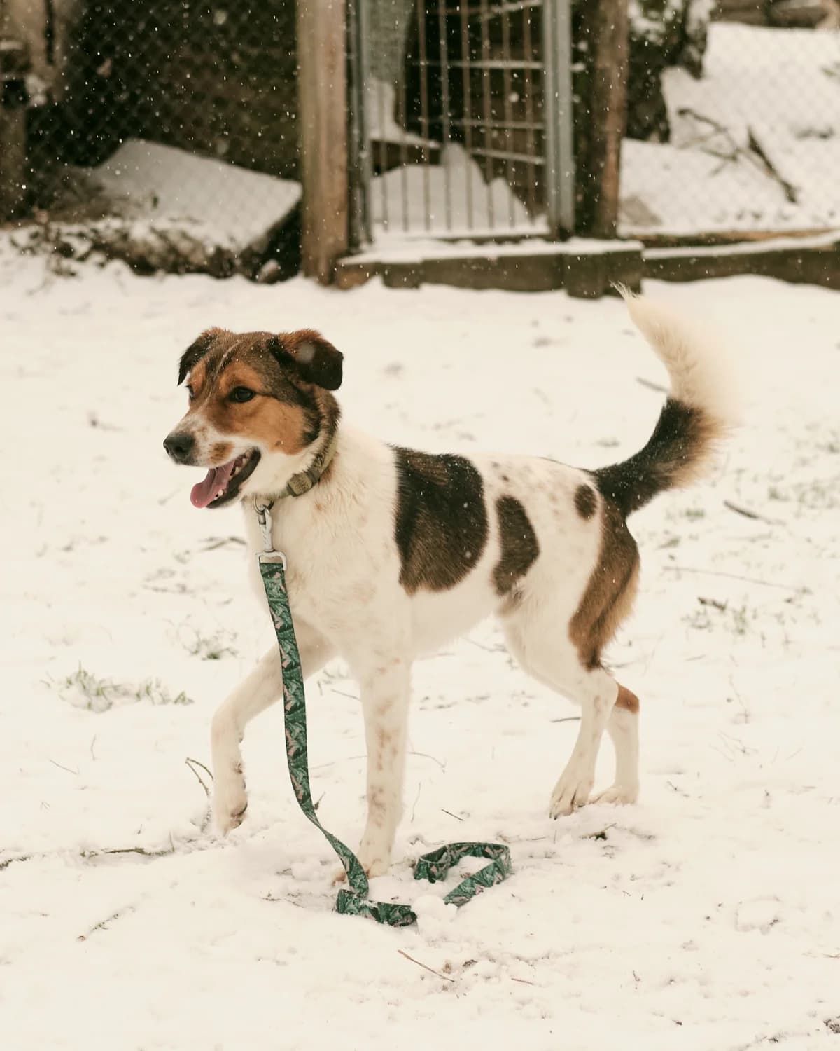 Bonya (Боня), male young mixed breed for adoption at Sirius Shelter, Kyiv