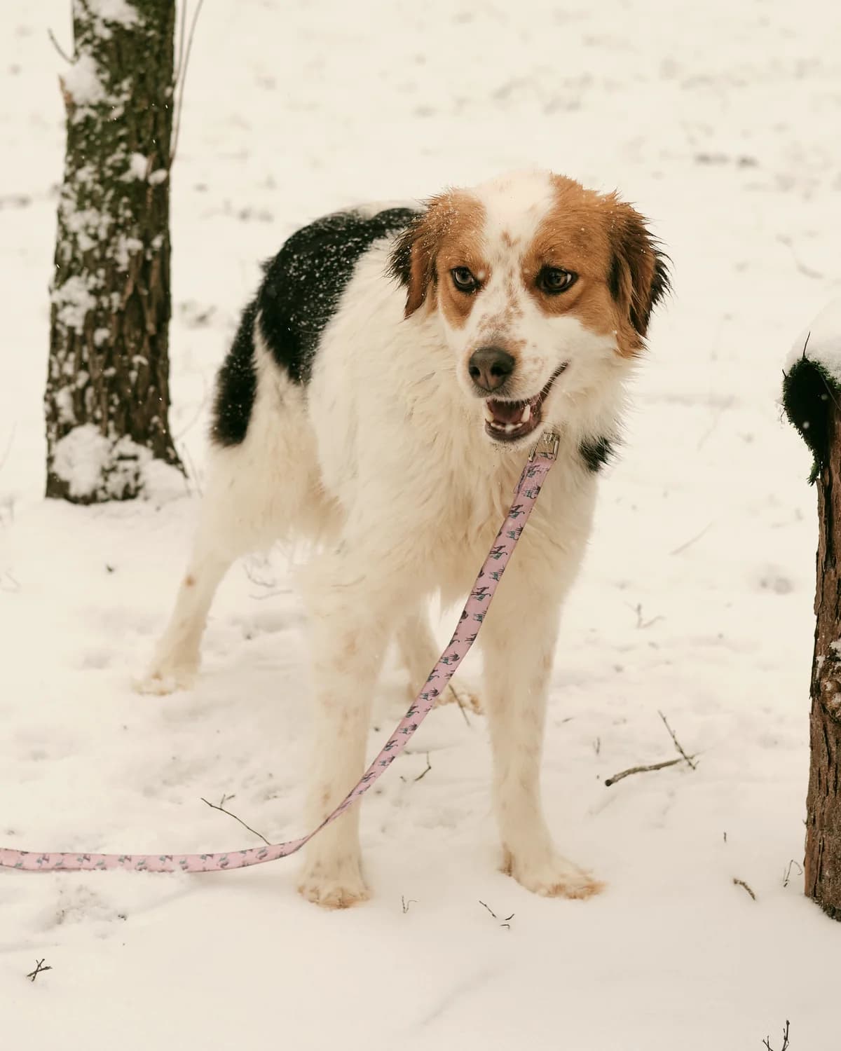 Nika (Ніка), female young mixed breed for adoption at Sirius Shelter, Kyiv