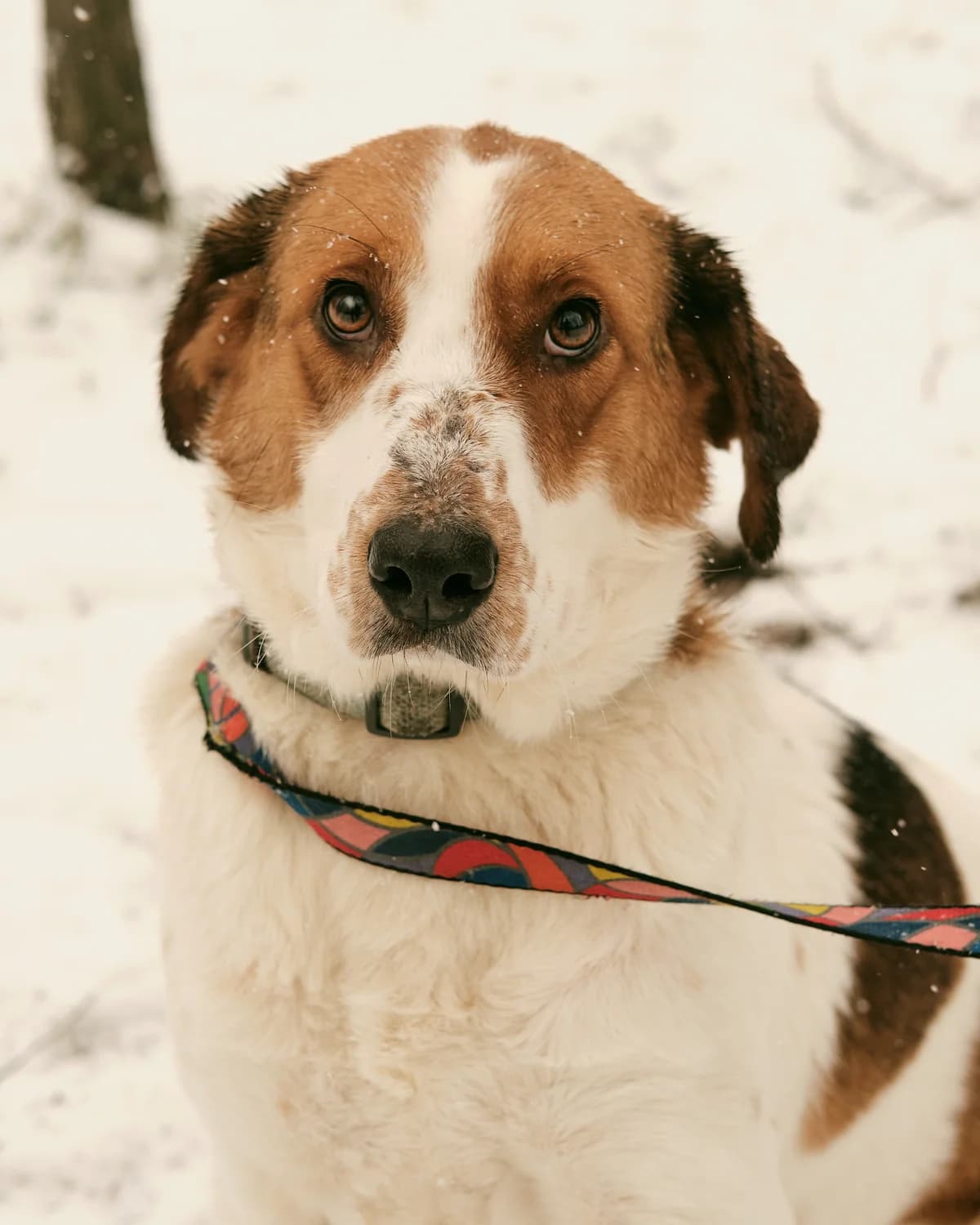 Fanya (Фаня), female 4yo mixed breed for adoption at Sirius Shelter, Kyiv