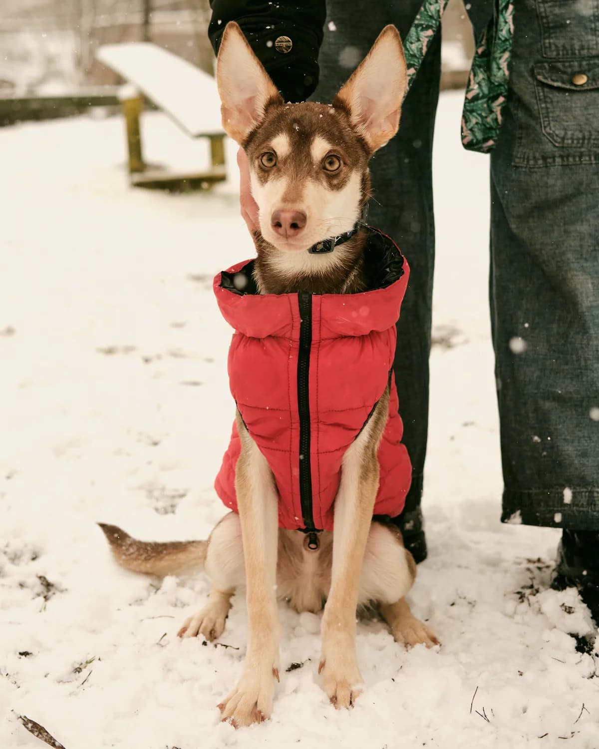 Maks (Макс), male young mixed breed for adoption at Sirius Shelter, Kyiv
