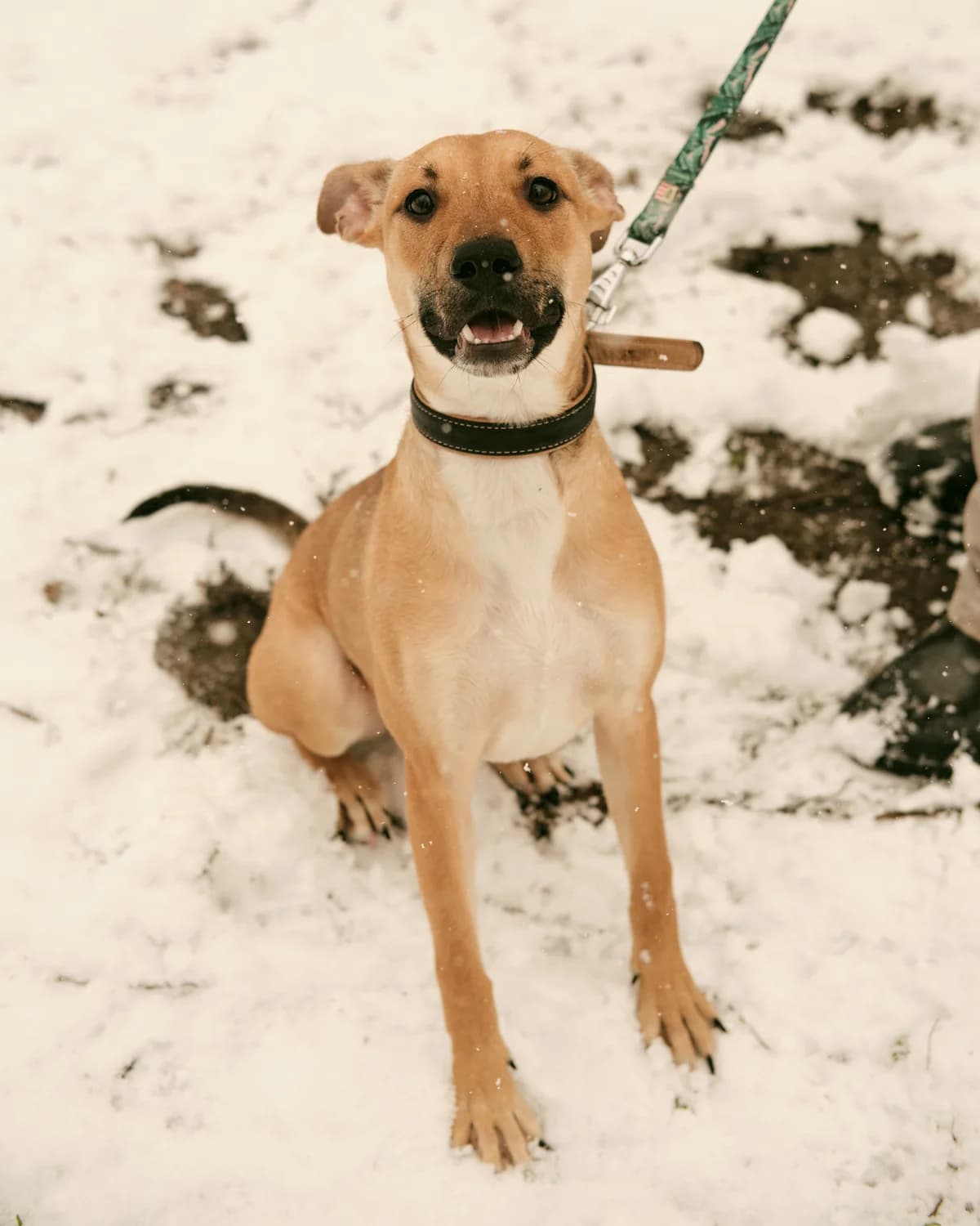 Kora (Кора), female young mixed breed for adoption at Sirius Shelter, Kyiv
