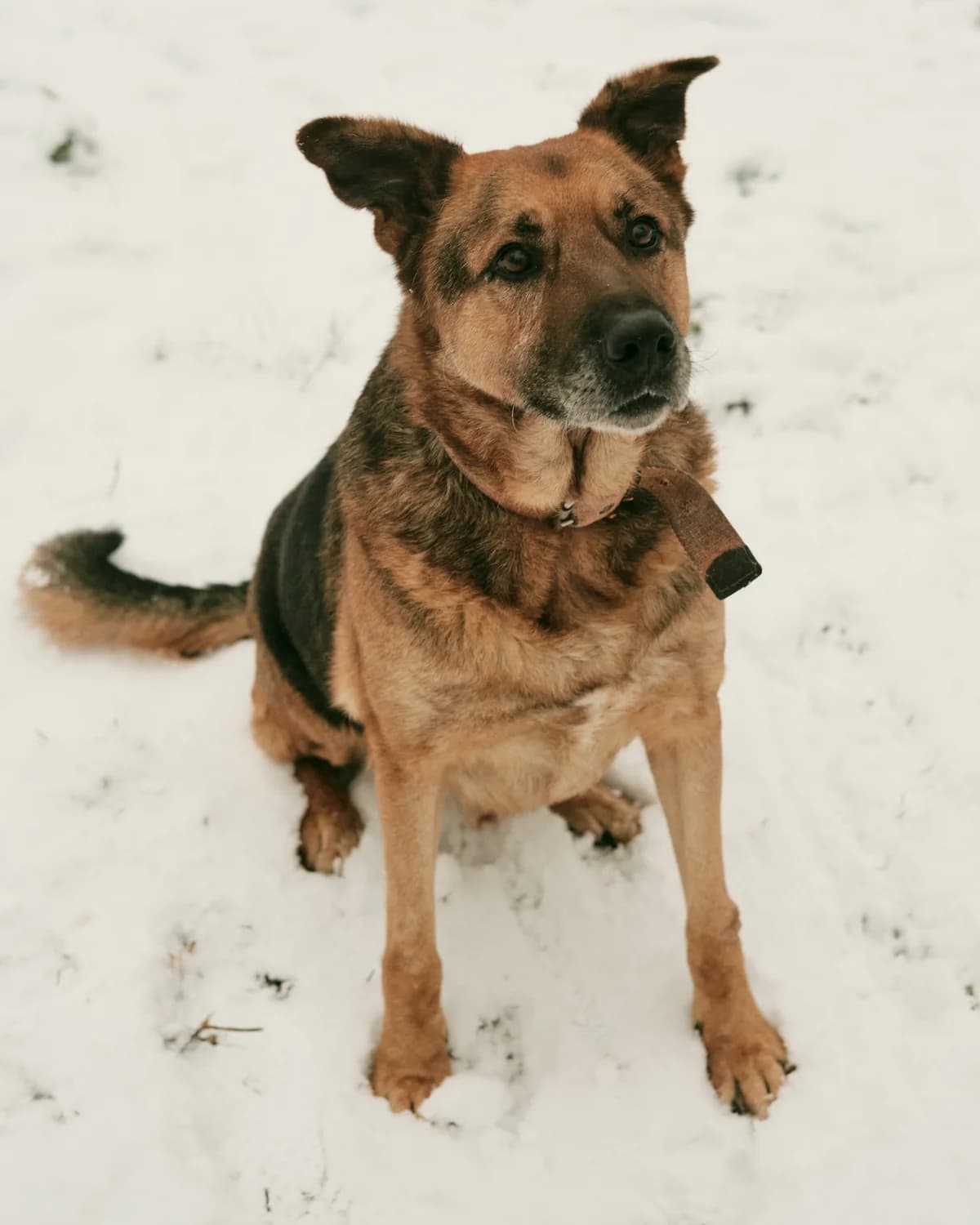 Mars (Марс), male senior mixed breed for adoption at Sirius Shelter, Kyiv