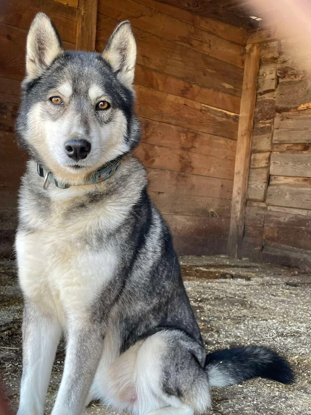 Malva (Мальва), female 3yo mixed breed for adoption at Sirius Shelter, Kyiv