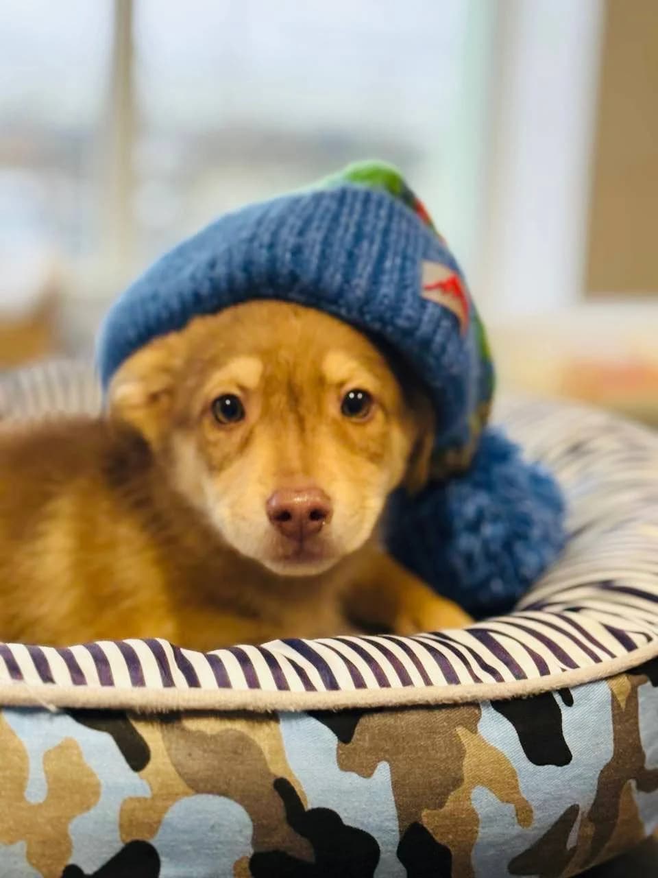 Elya (Еля), female puppy mixed breed for adoption at Sirius Shelter, Kyiv