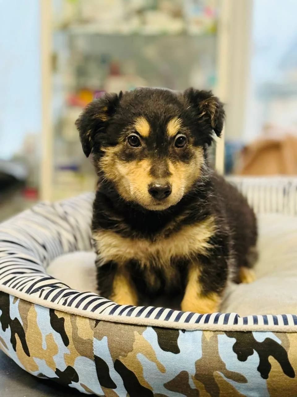 Bonya (Боня), female puppy mixed breed for adoption at Sirius Shelter, Kyiv