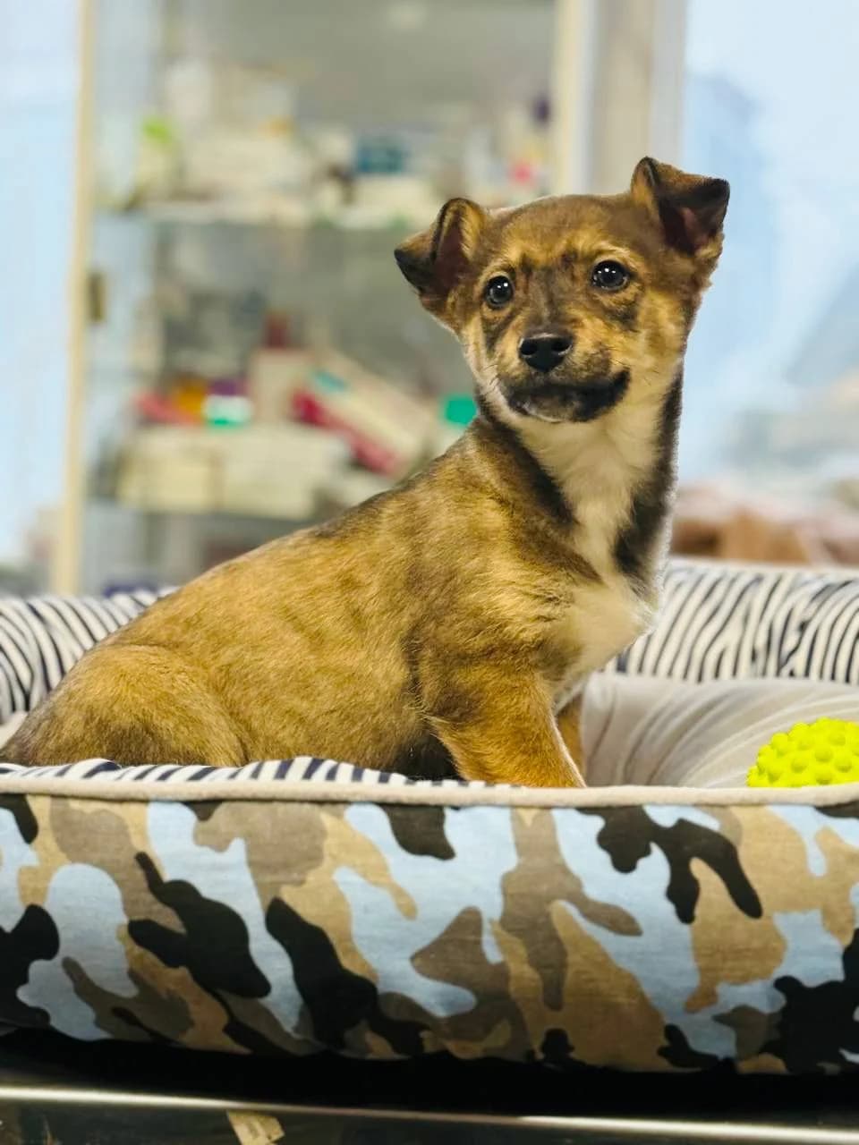 Mavka (Мавка), female puppy mixed breed for adoption at Sirius Shelter, Kyiv