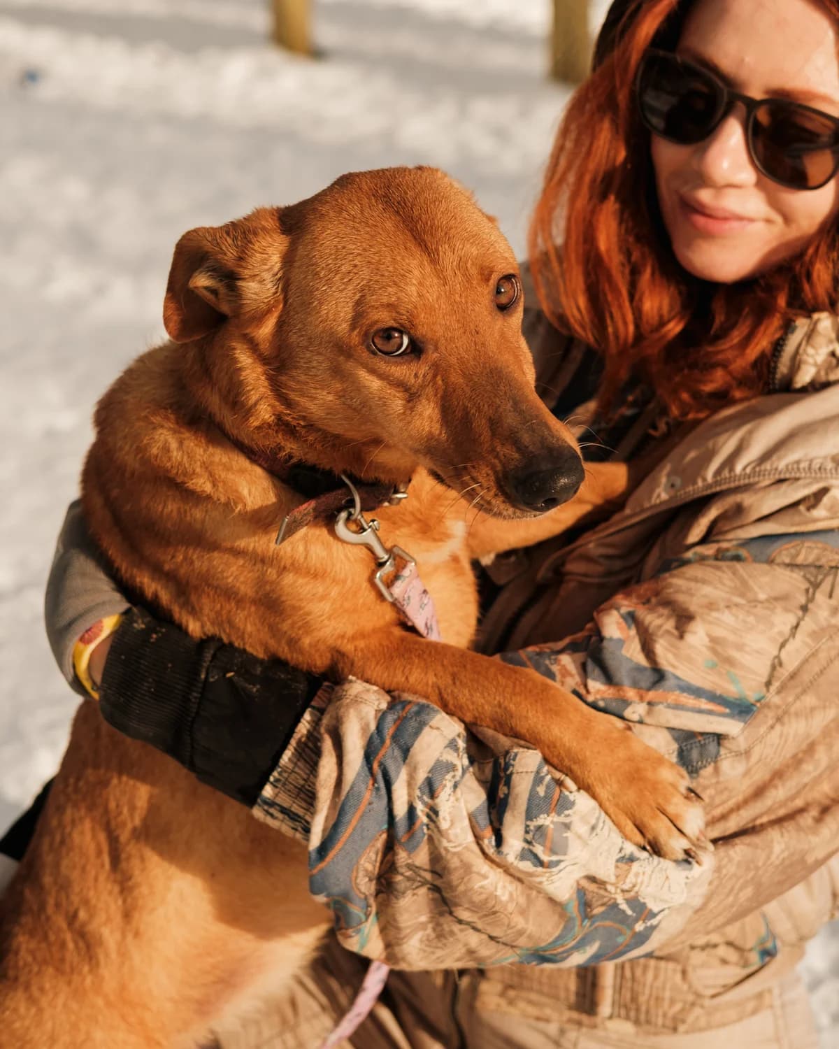 Lilibet (Лілібет), female 4yo mixed breed for adoption at Sirius Shelter, Kyiv