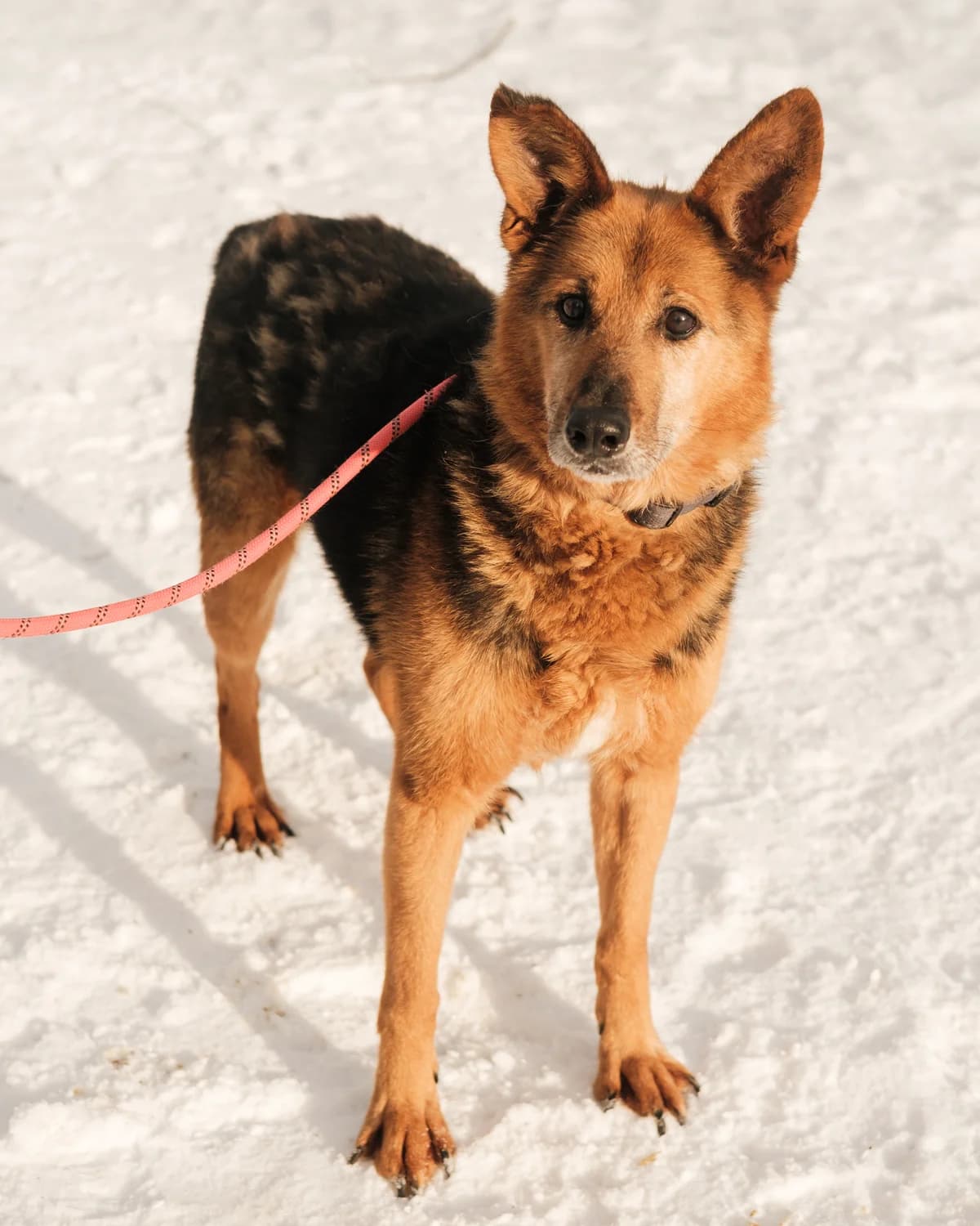 Ruf (Руф), male 5yo mixed breed for adoption at Sirius Shelter, Kyiv