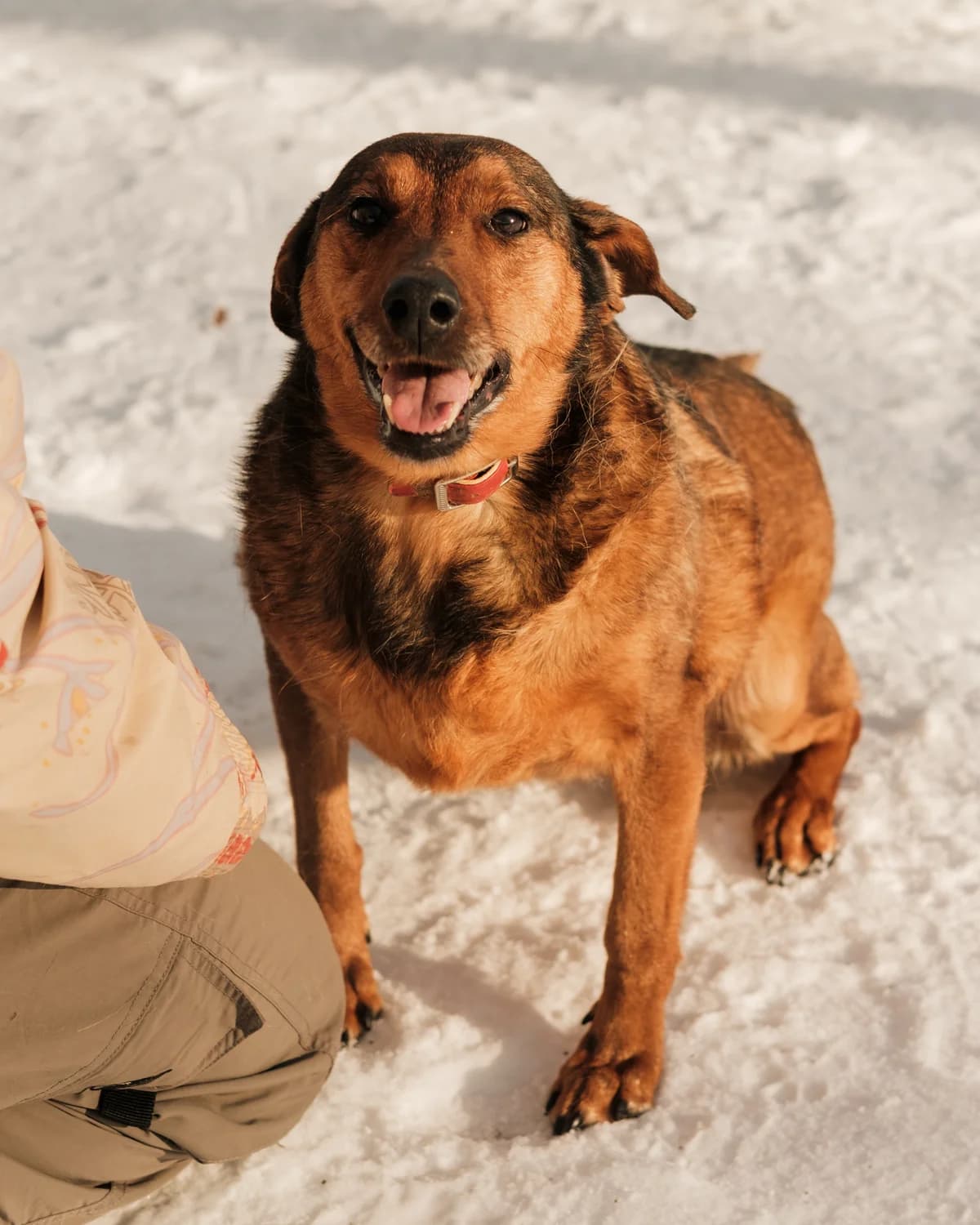 Shtuchka (Щучка), female senior mixed breed for adoption at Sirius Shelter, Kyiv