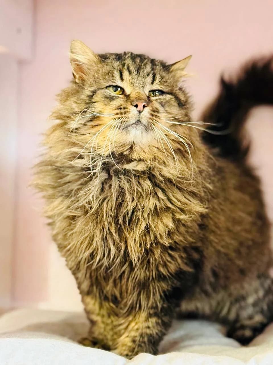 Kesha (Кеша),  (Sirius Shelter)