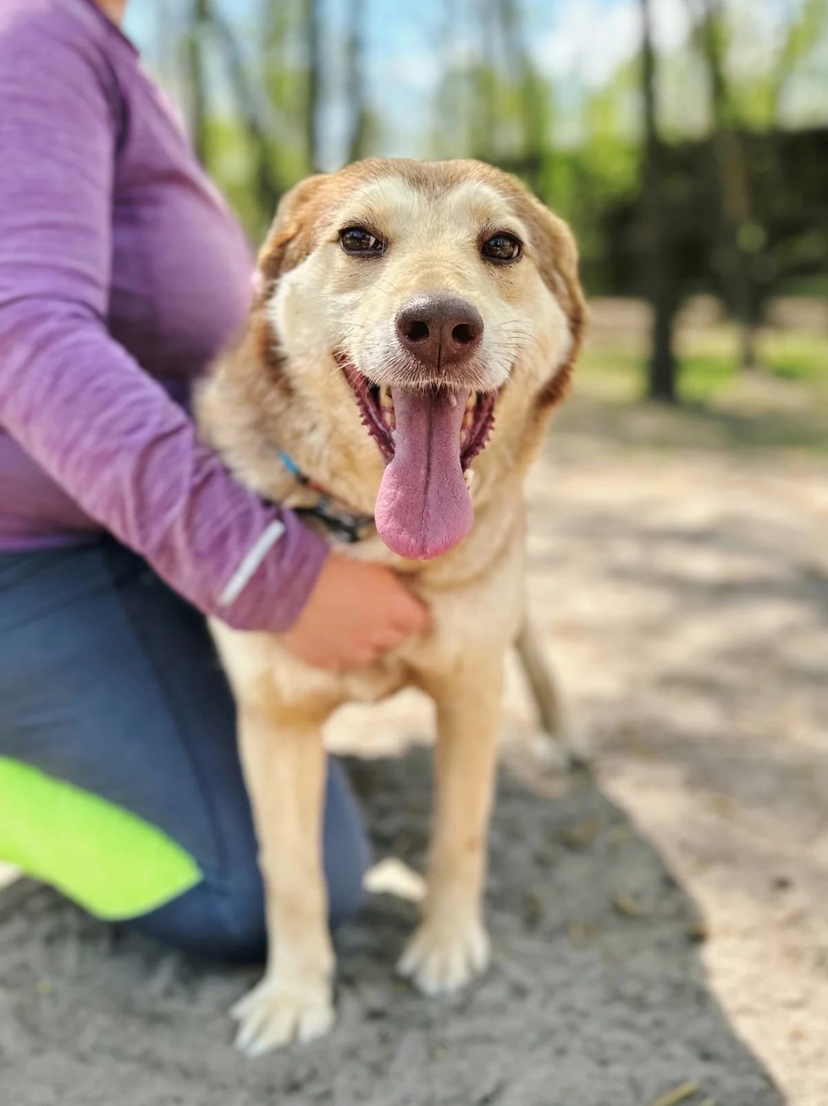 Luna (Луна), female 6yo mixed breed for adoption at Sirius Shelter, Kyiv