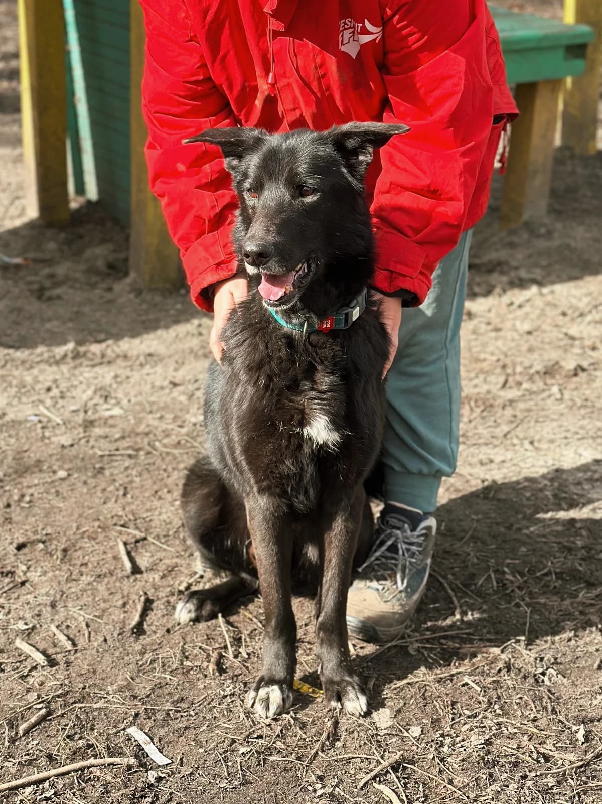 Kaylo (Кайло), male senior mixed breed for adoption at Sirius Shelter, Kyiv