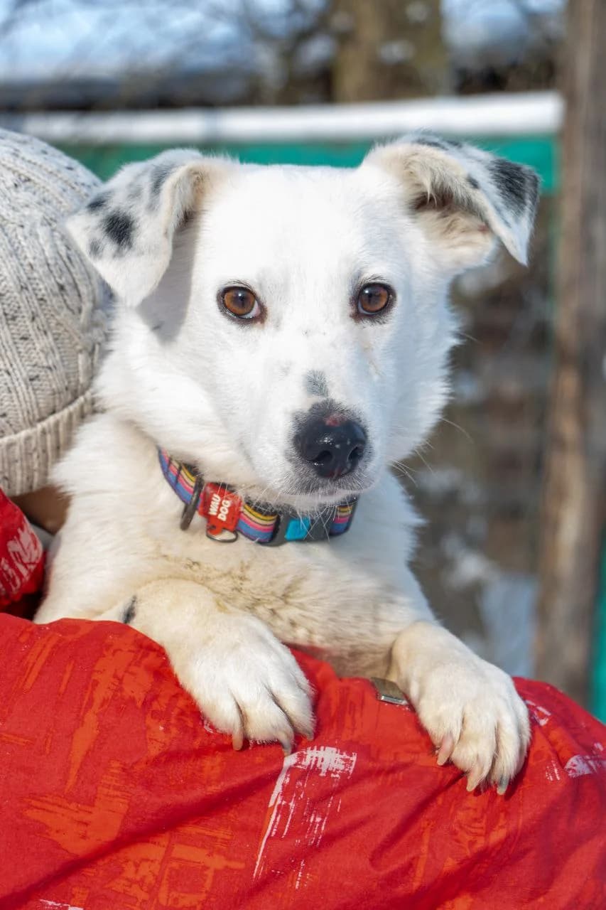 Bim (Бім), male 4yo mixed breed for adoption at Sirius Shelter, Kyiv