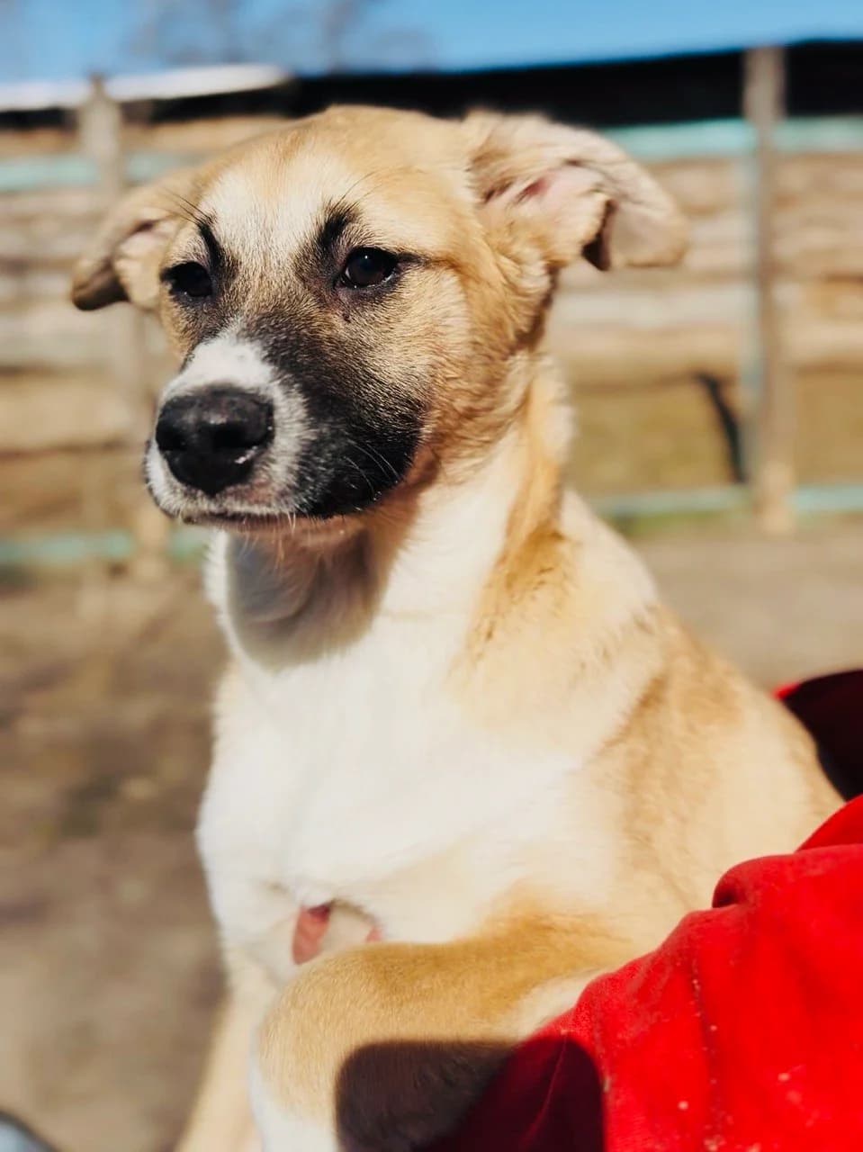 Barsa (Барса), female puppy mixed breed for adoption at Sirius Shelter, Kyiv