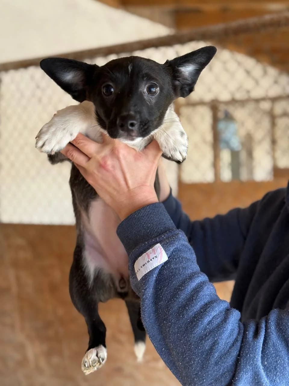 Mudrunya (Мудруня), female puppy mixed breed for adoption at Sirius Shelter, Kyiv