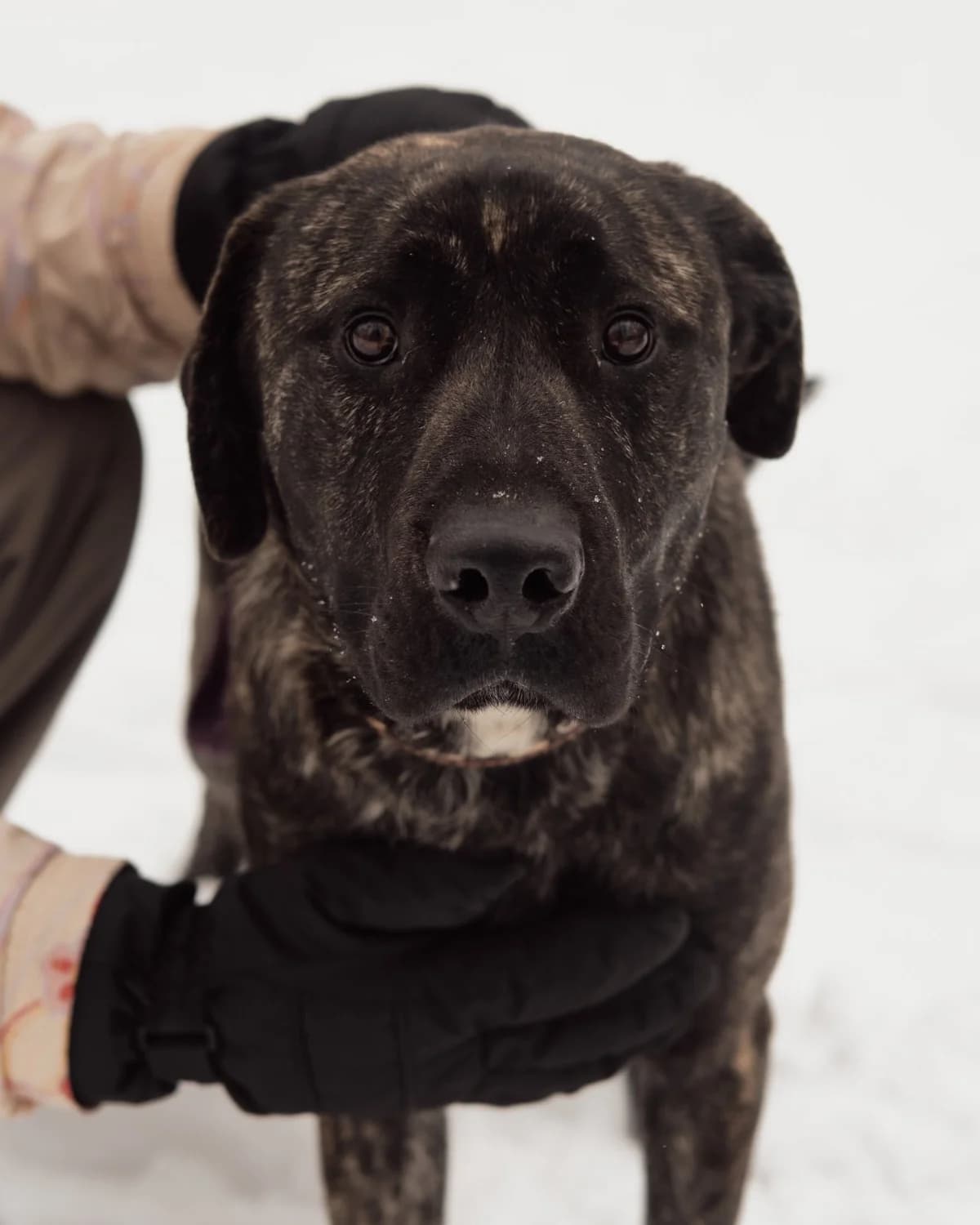 Tolik (Толік), male young mixed breed for adoption at Sirius Shelter, Kyiv
