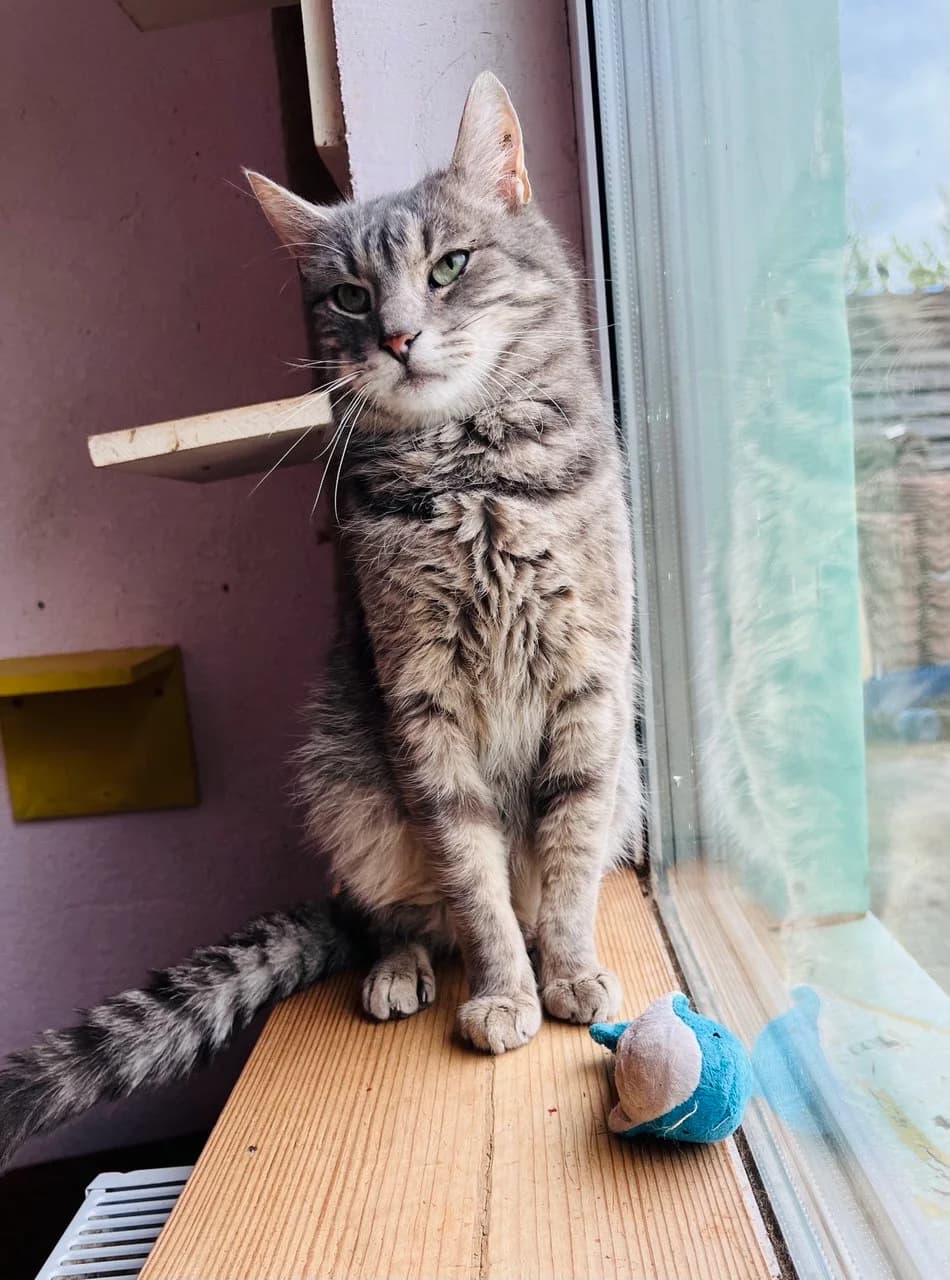 Lemur (Лемур), male senior mixed breed for adoption at Sirius Shelter, Kyiv