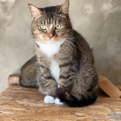 Lira (Ліра), female senior mixed breed for adoption at Sirius Shelter, Kyiv
