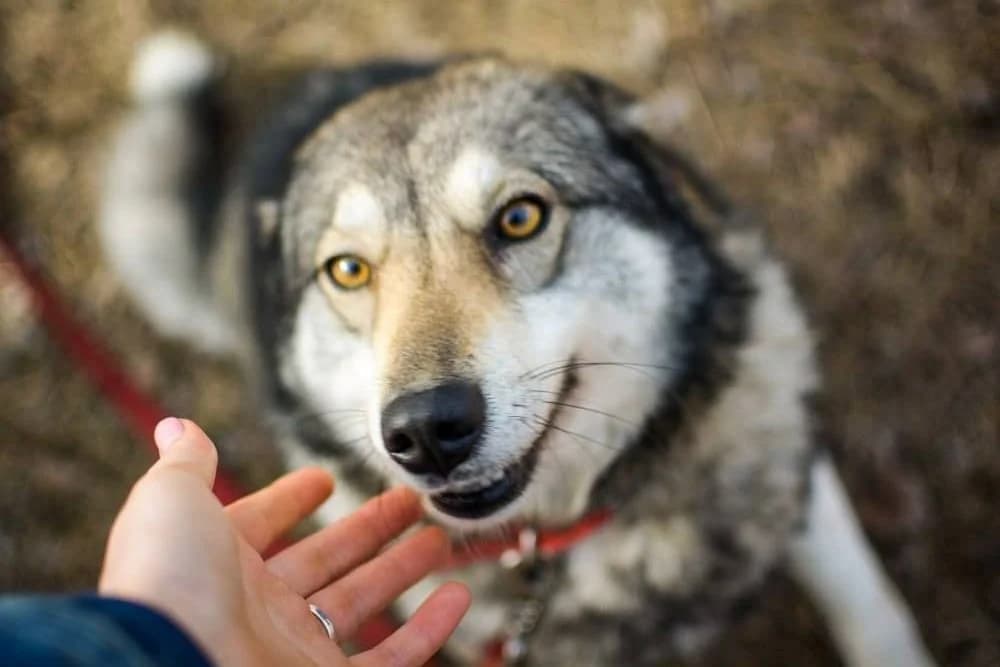 Mama-vovk (Мама-вовк), female senior mixed breed for adoption at Sirius Shelter, Kyiv