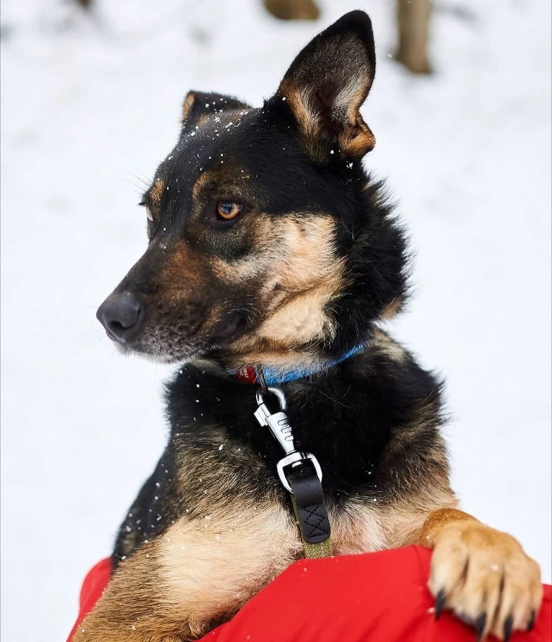 Beti (Беті),  (Sirius Shelter)