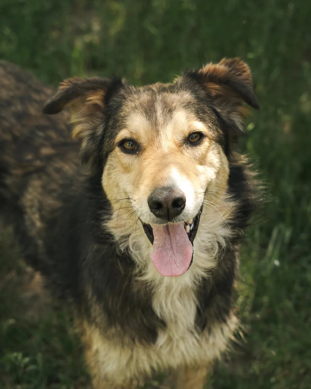 Kori (Корі), female senior mixed breed for adoption at Sirius Shelter, Kyiv