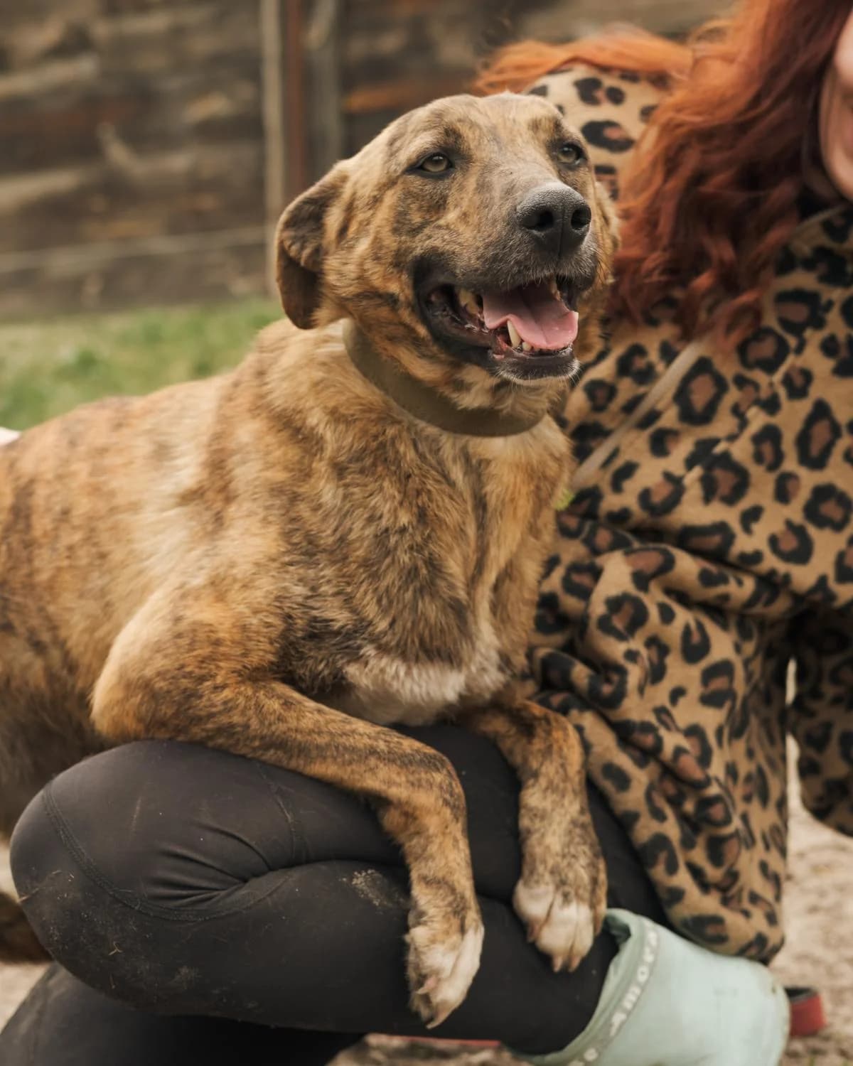 Tigra (Тігра),  (Sirius Shelter)
