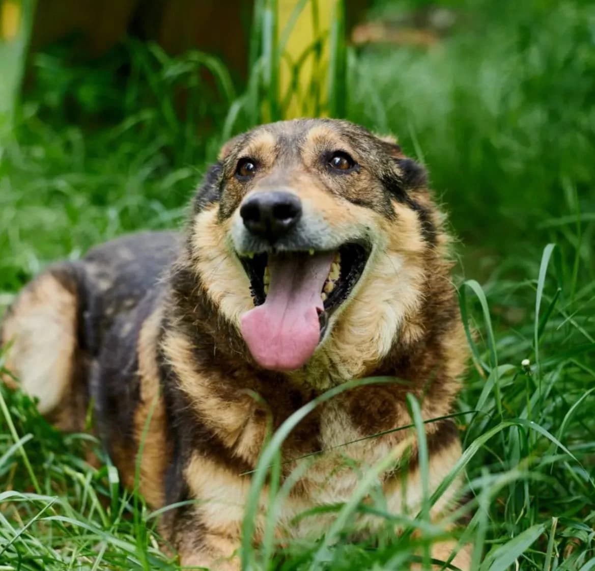 Tommi (Томмі), male senior mixed breed for adoption at Sirius Shelter, Kyiv