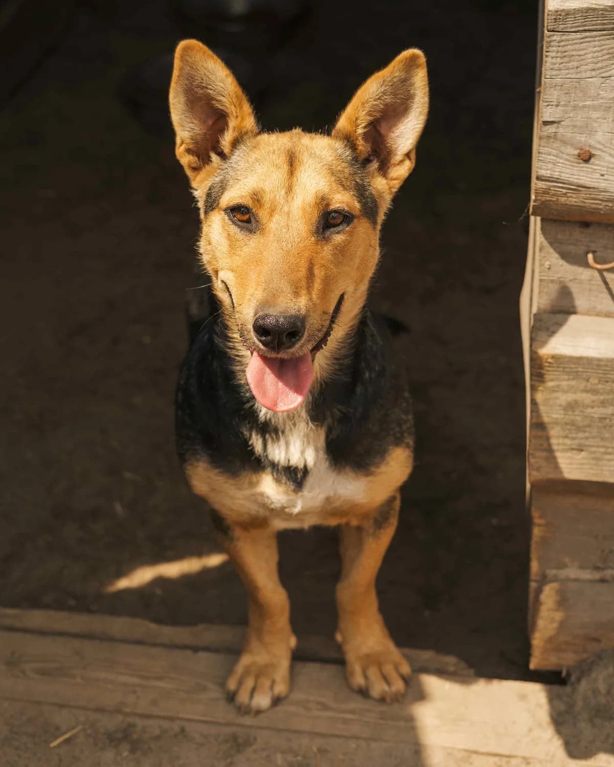 Dzhipsi (Джипсі),  (Sirius Shelter)