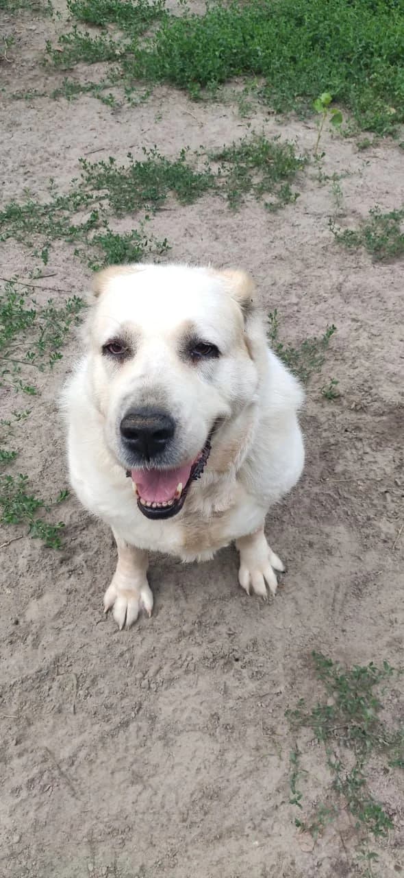 Deni (Дені), female senior mixed breed for adoption at Sirius Shelter, Kyiv