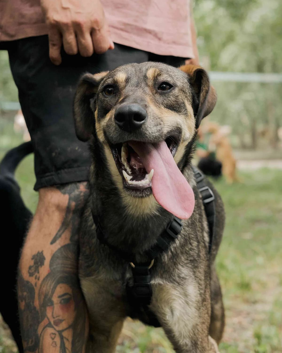 Debbi (Деббі),  (Sirius Shelter)
