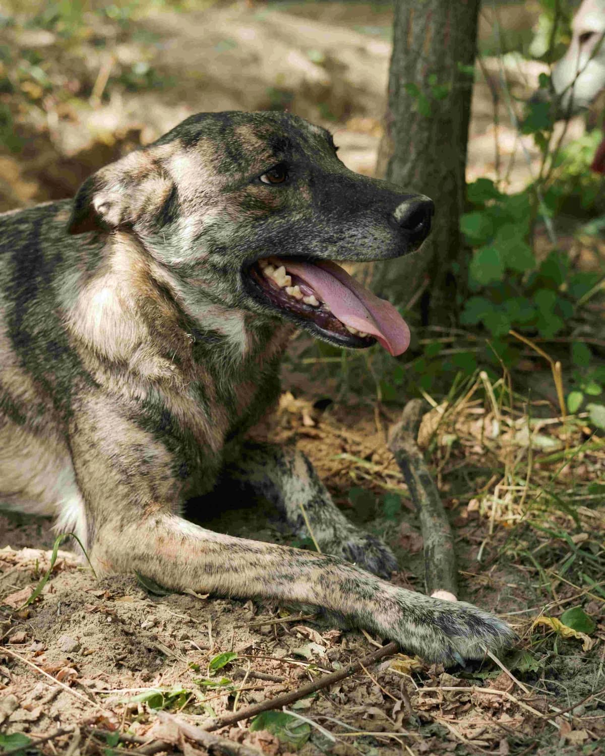 Briz (Бриз),  (Sirius Shelter)