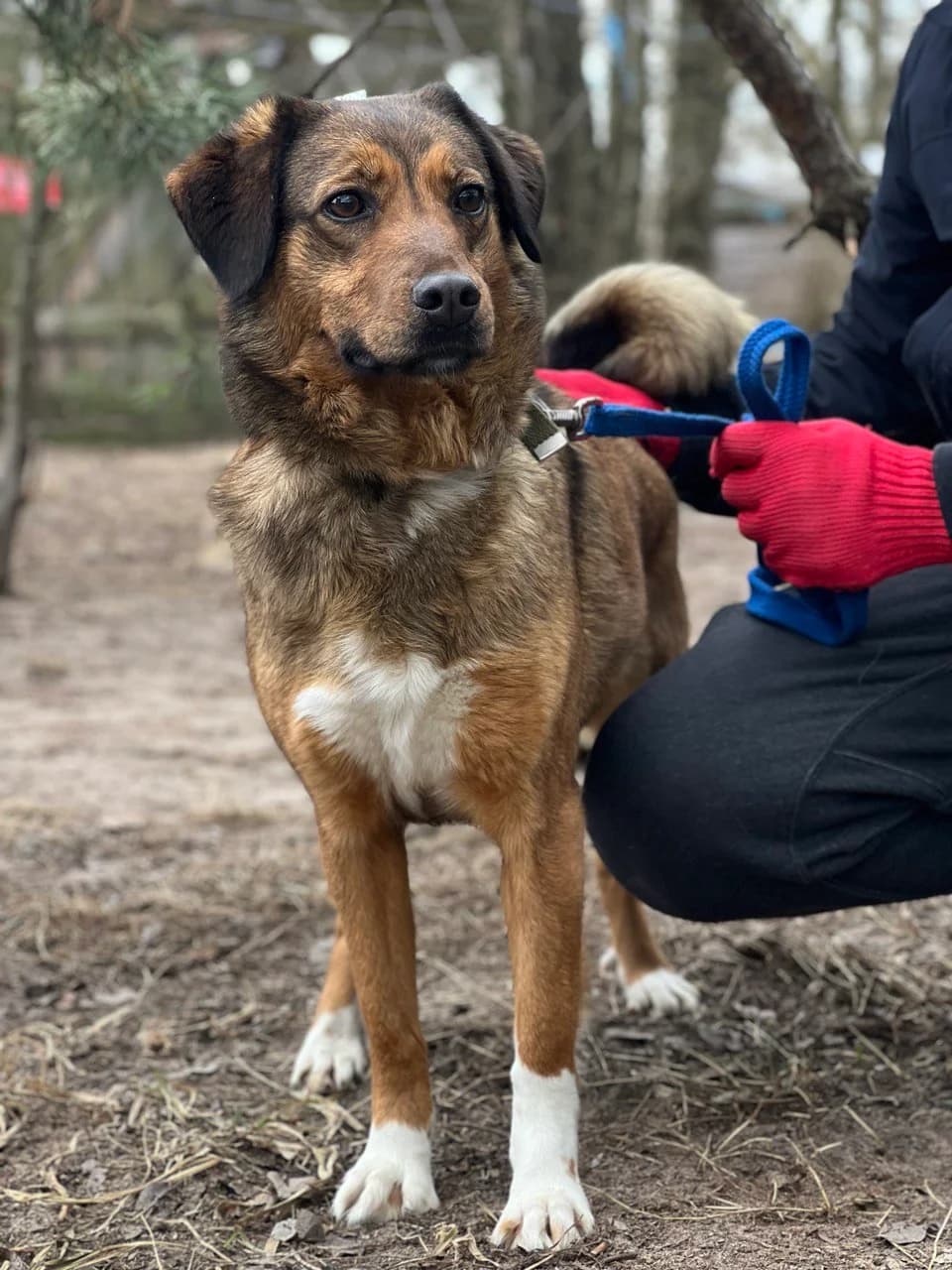 Cheyza (Чейза), female 4yo Beagle for adoption at Sirius Shelter, Kyiv