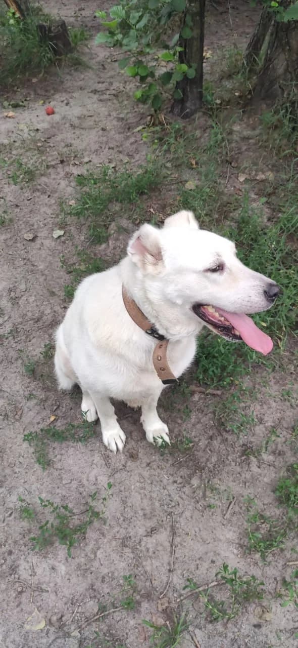 Shayna (Шайна), female senior mixed breed for adoption at Sirius Shelter, Kyiv