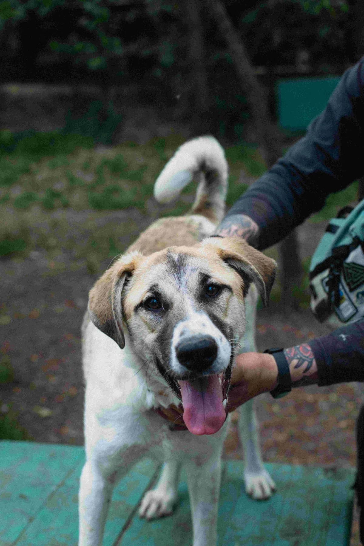 Dayneris (Danya) (Дайнеріс (Даня)),  (Sirius Shelter)