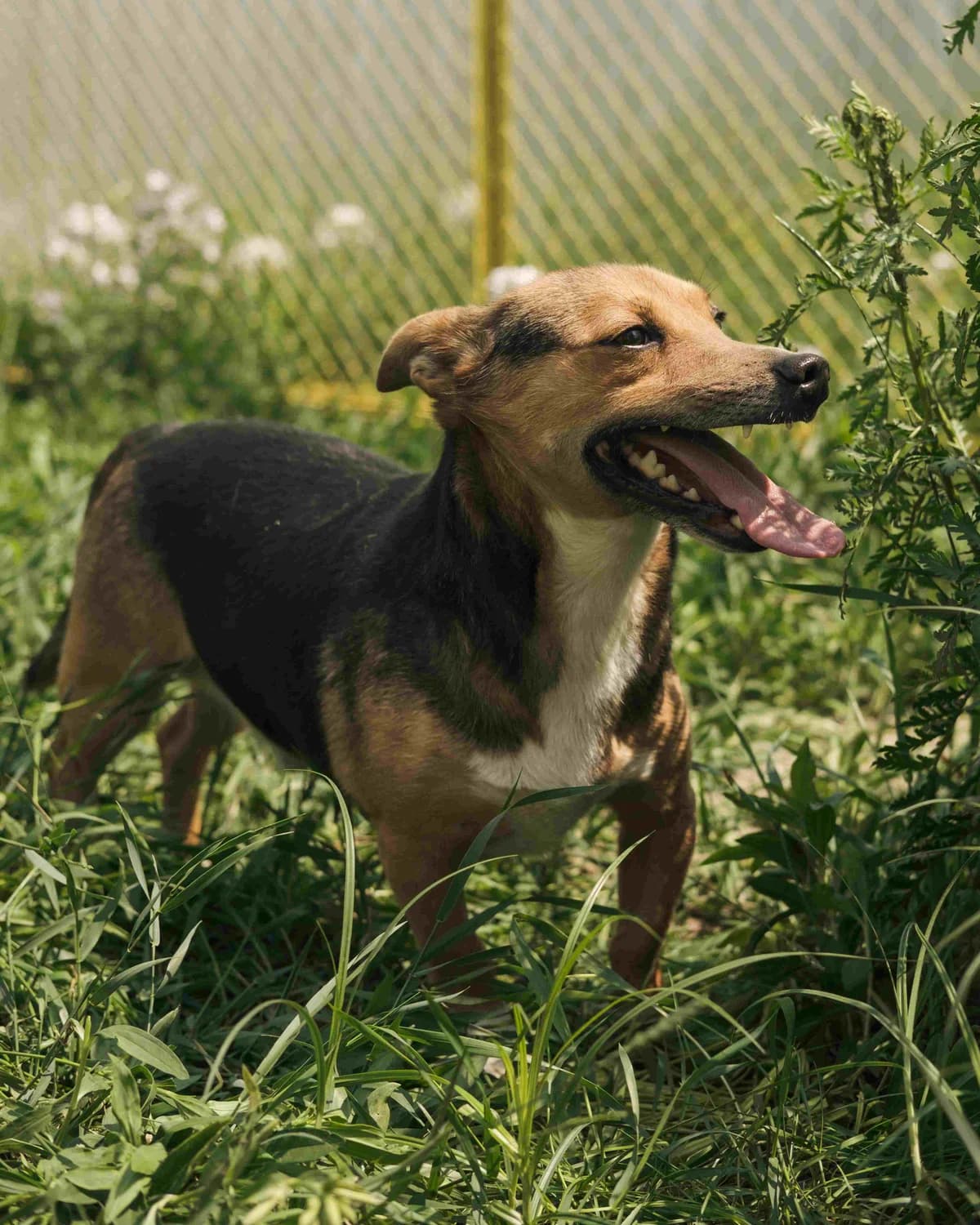 Danya (Даня),  (Sirius Shelter)
