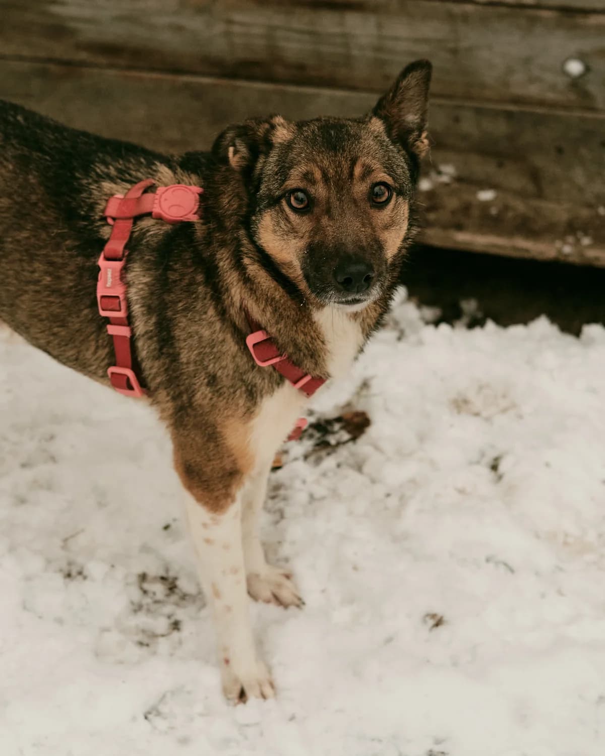 Zelda (Зельда),  (Sirius Shelter)