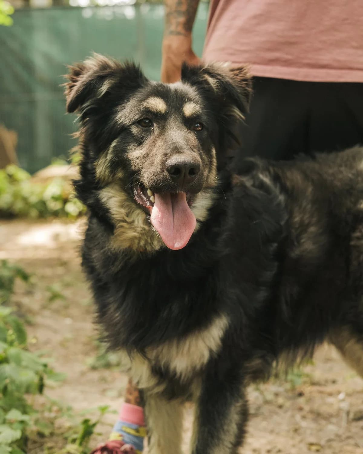 Robert (Роберт),  (Sirius Shelter)
